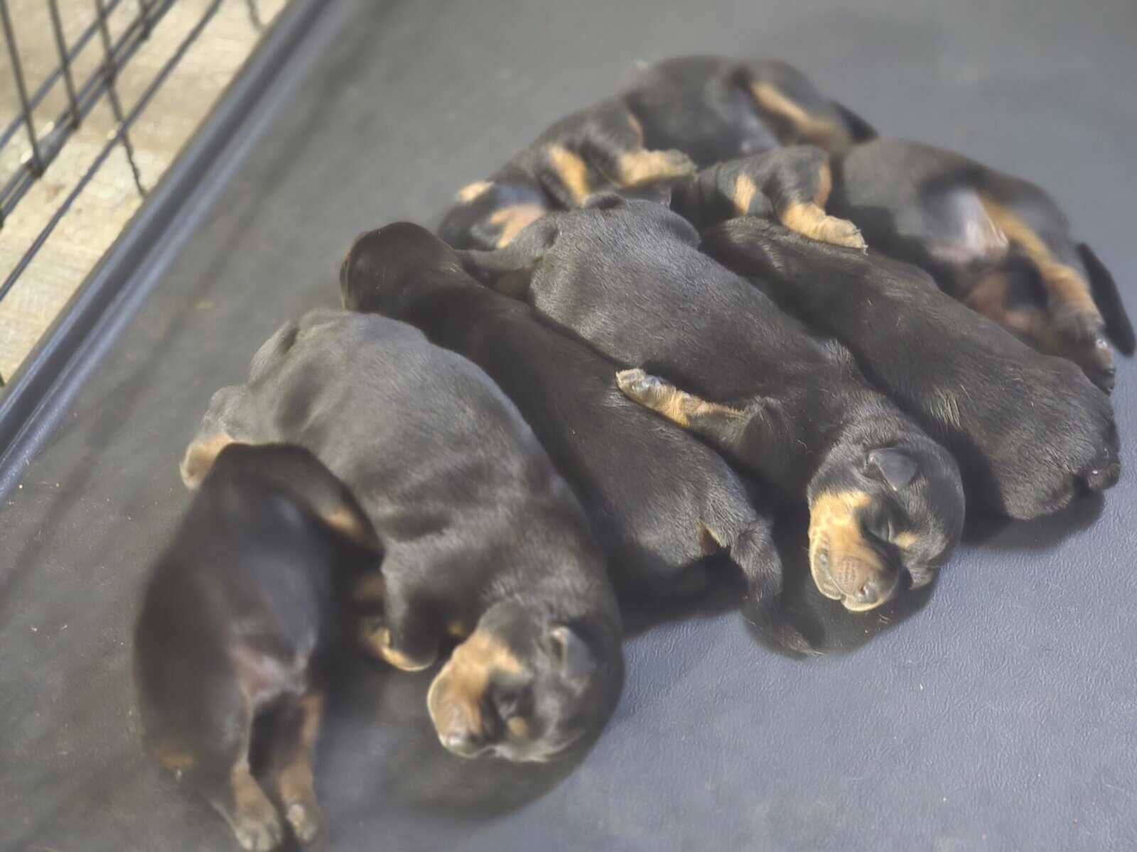 Rottweilers for sale image 1