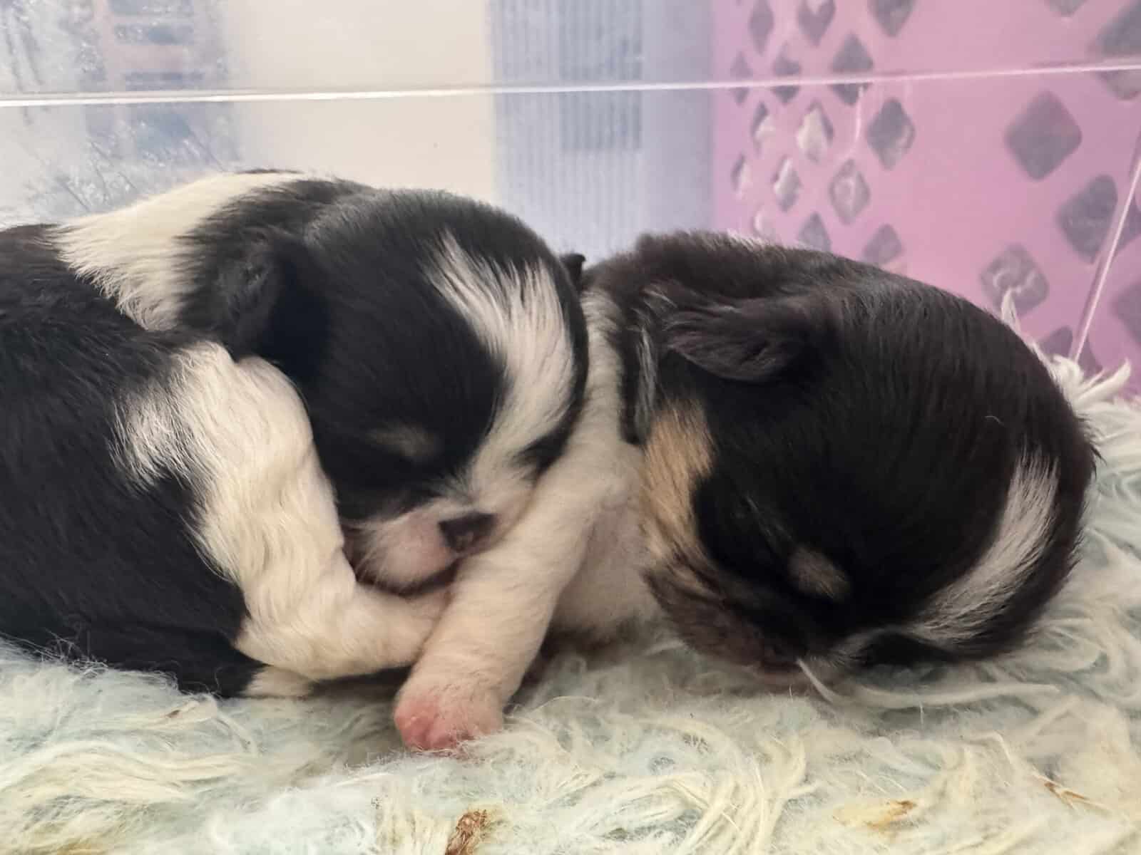 AKC Japanese Chin puppies in Hawaii image 2