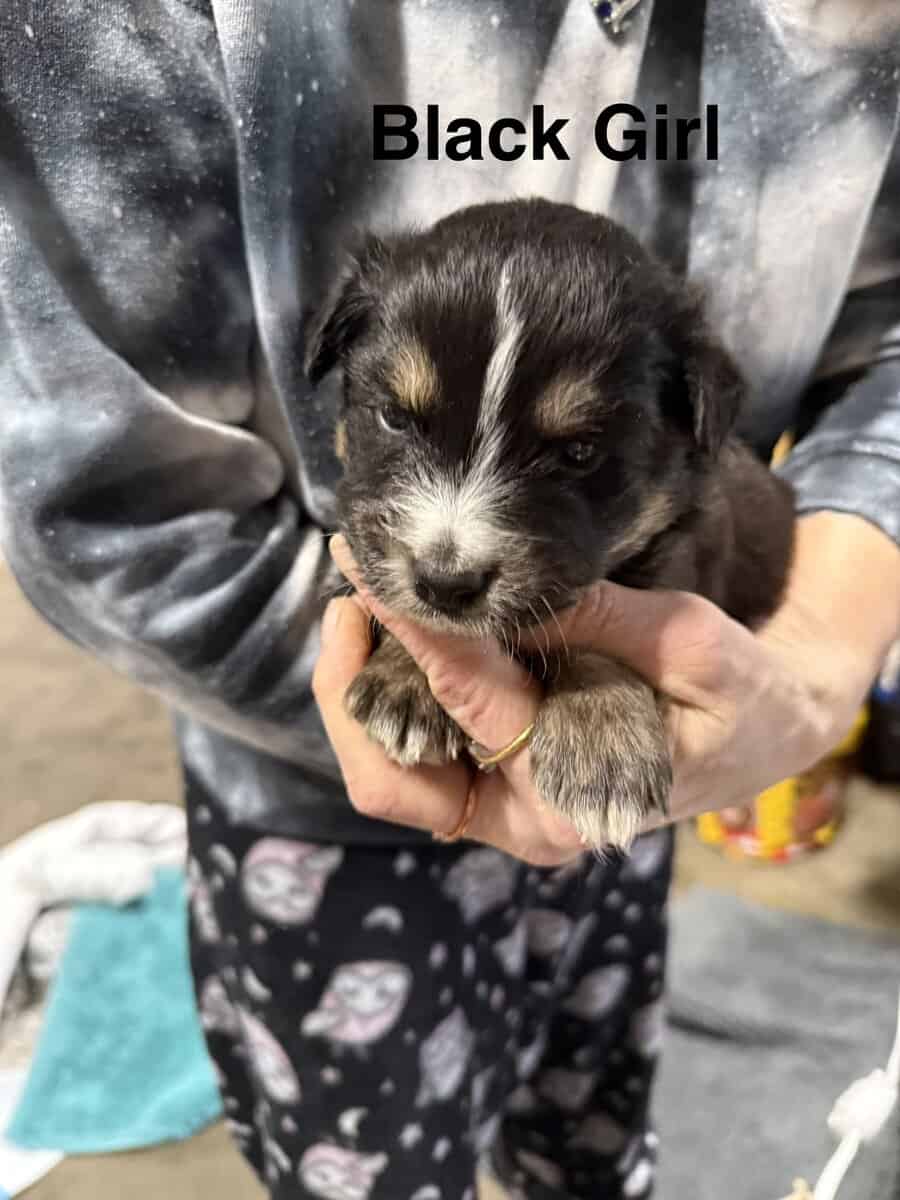 Aussie / Border Collie image 5