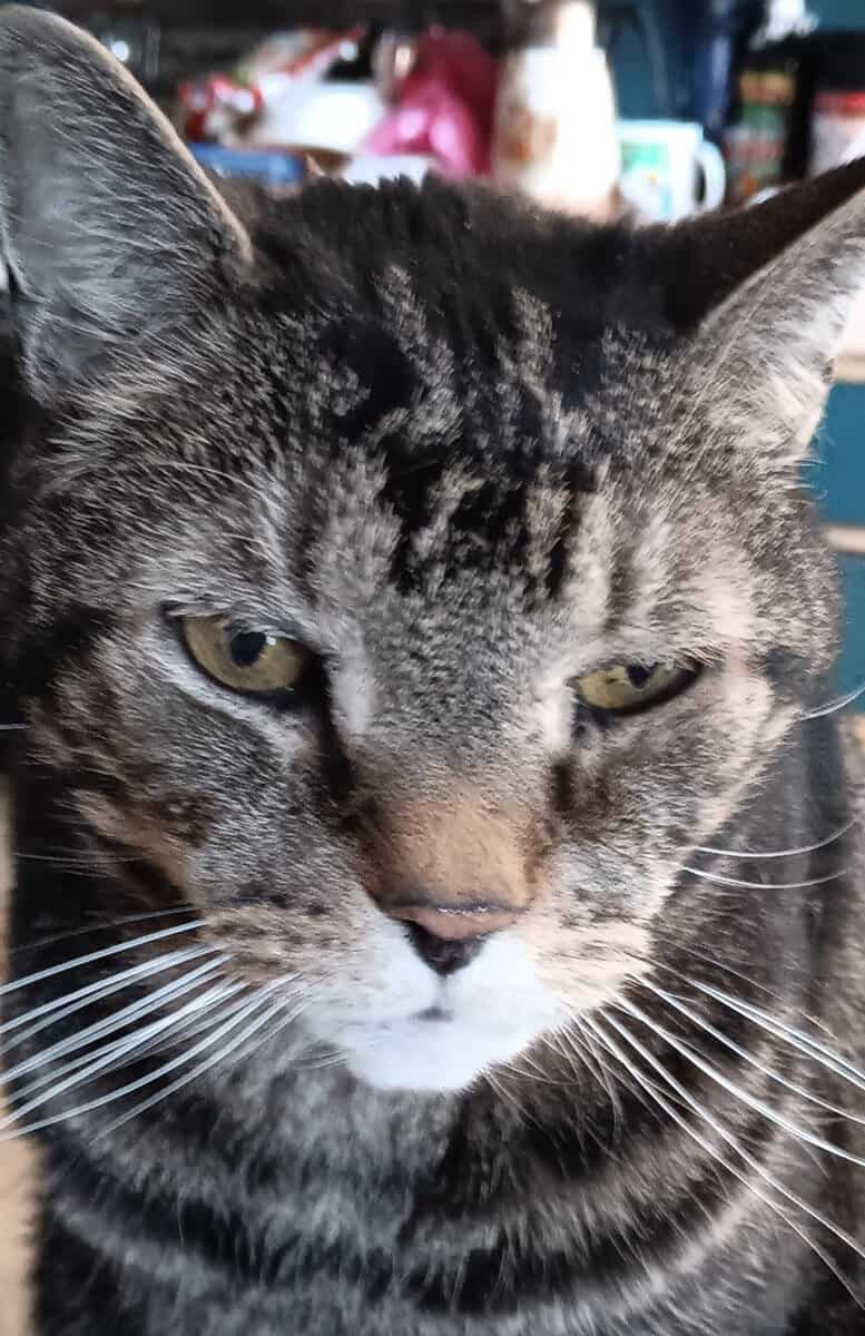 Aldo Needs New Happy Home image 3