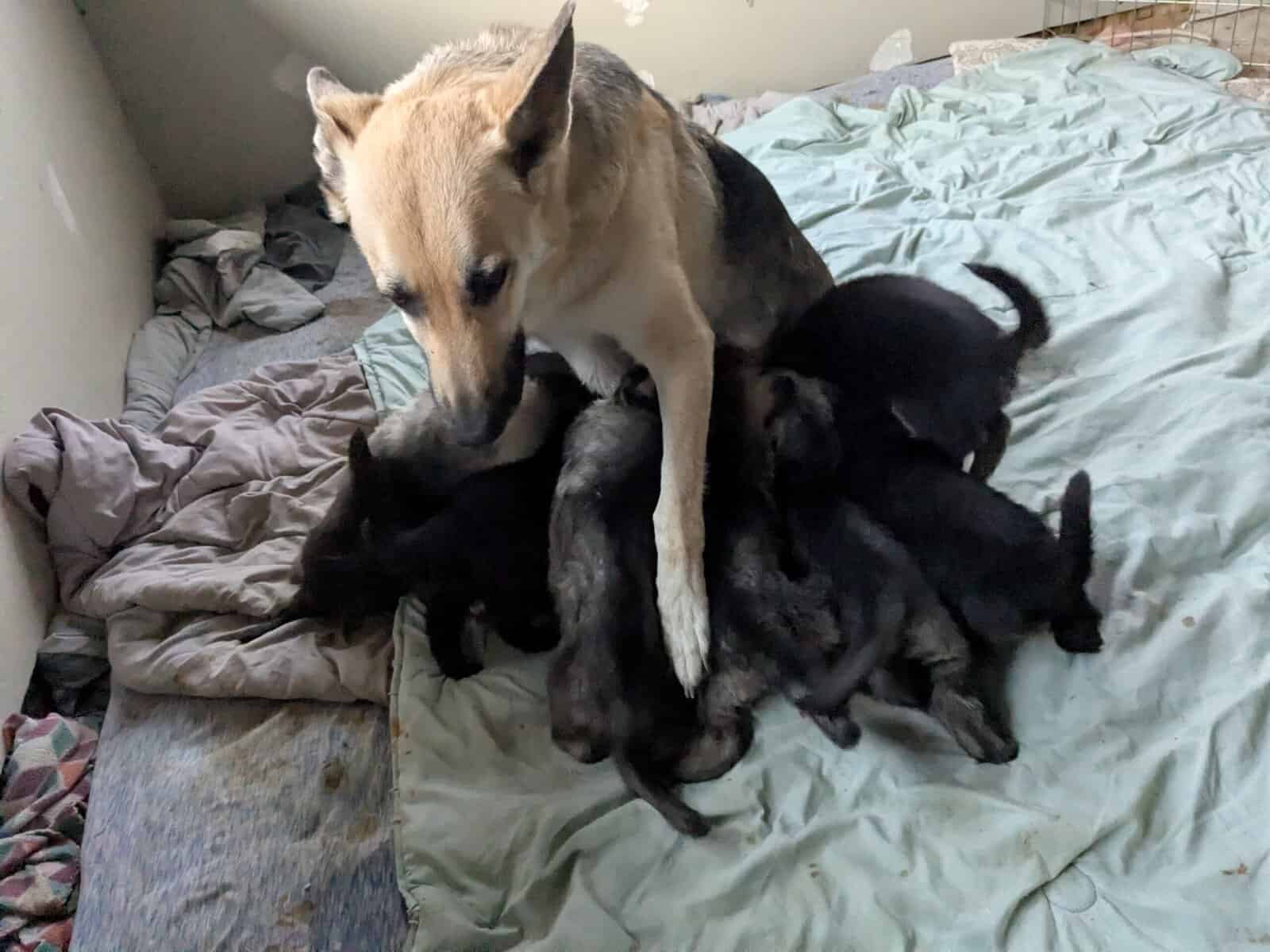 AKC German Shepherd puppies image 1