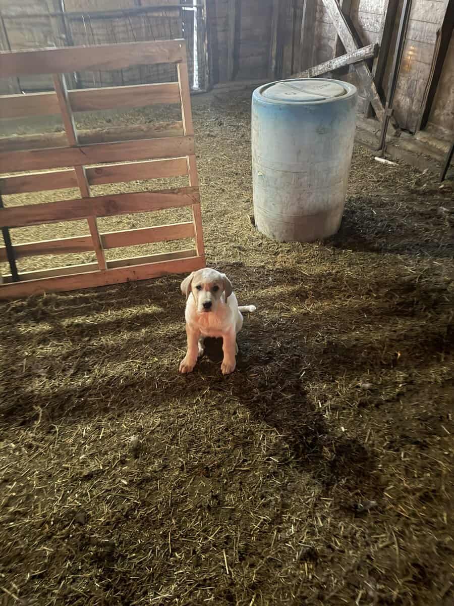 Large breed puppies image 1
