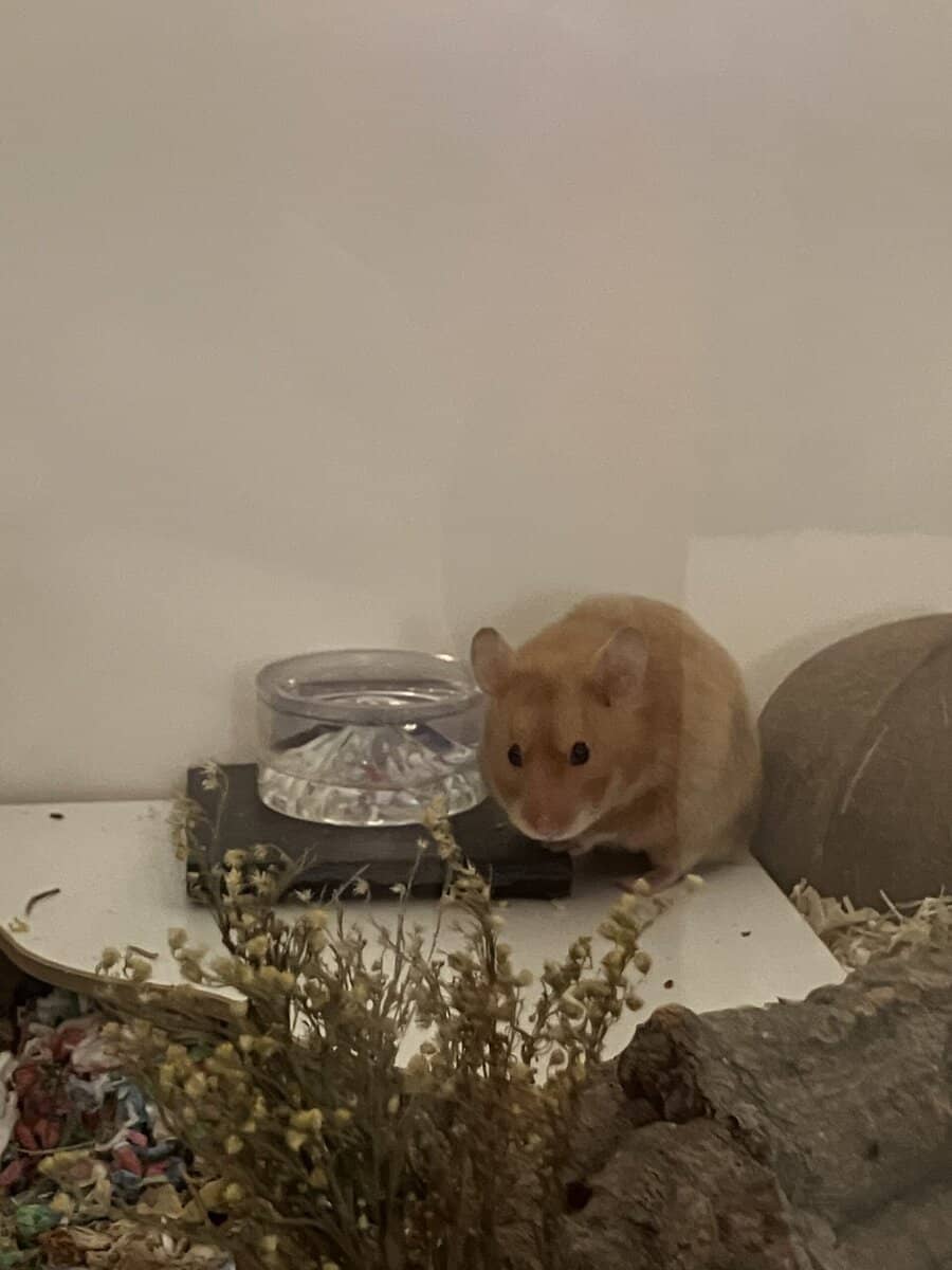 Female Syrian Hamster image 5