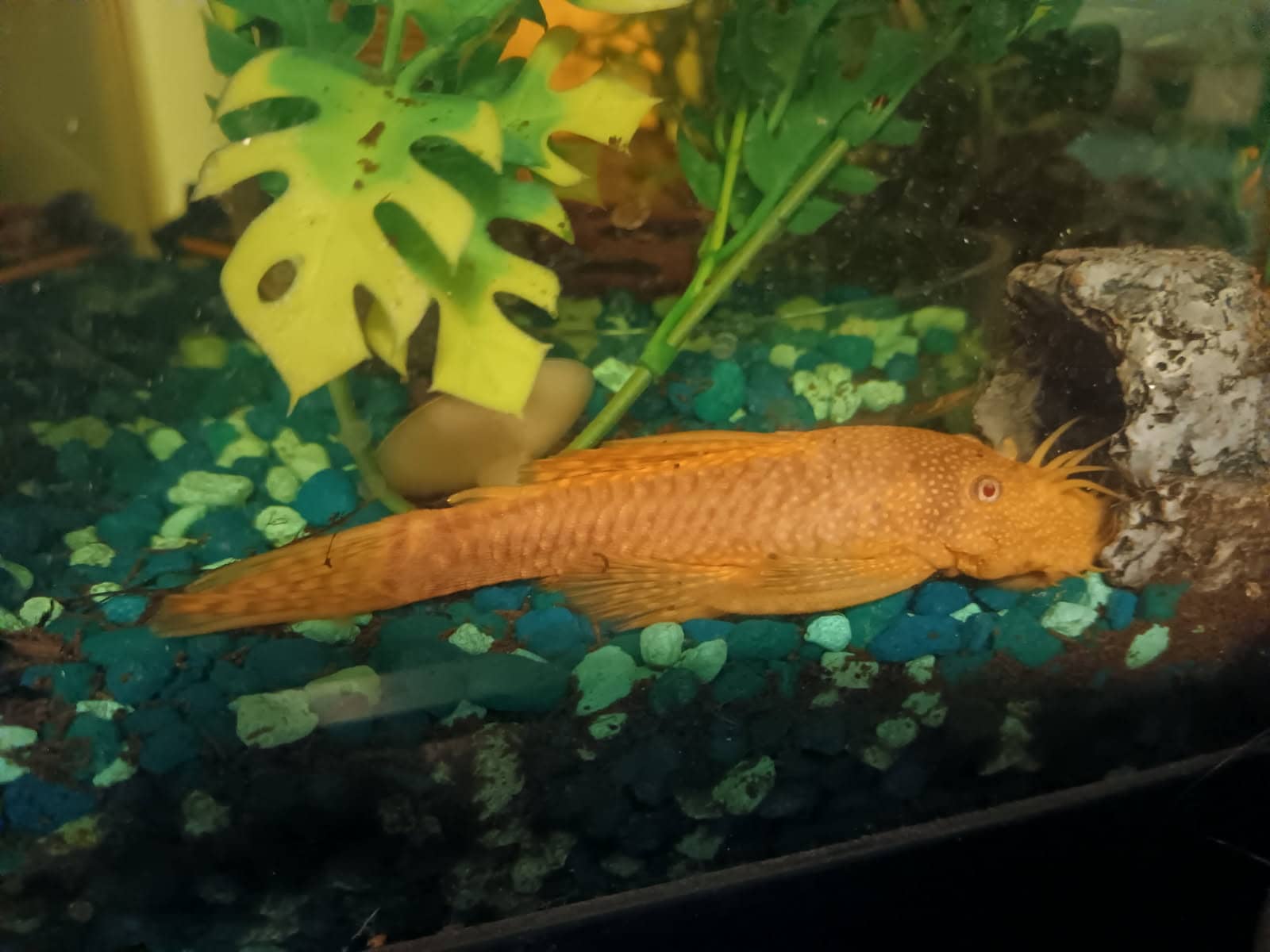 Bristlenose plecos image 2