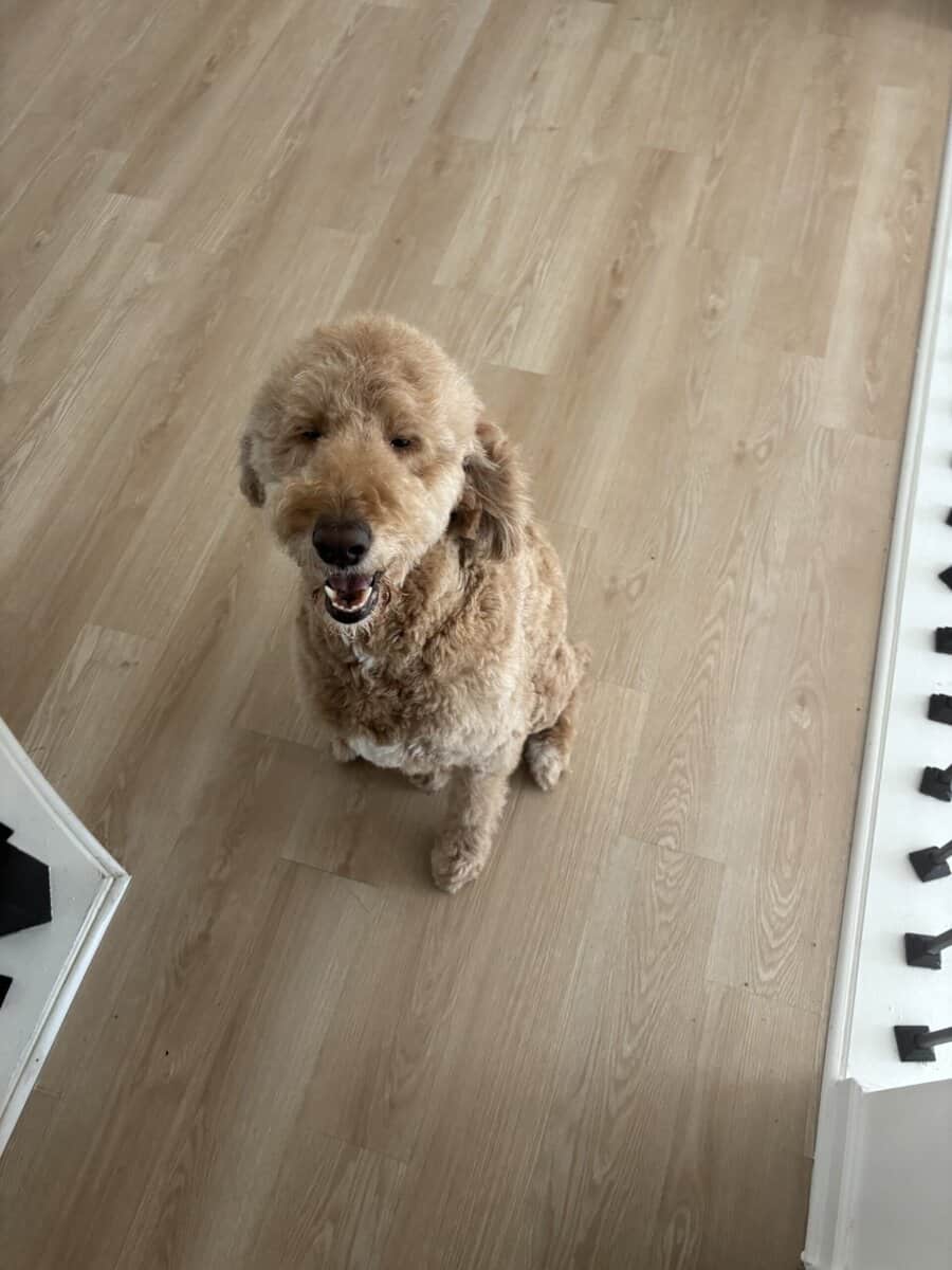 Dog for sale image 1