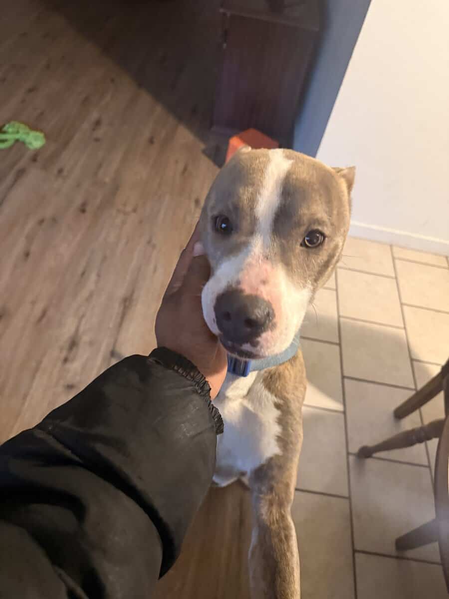 Free dog image 3