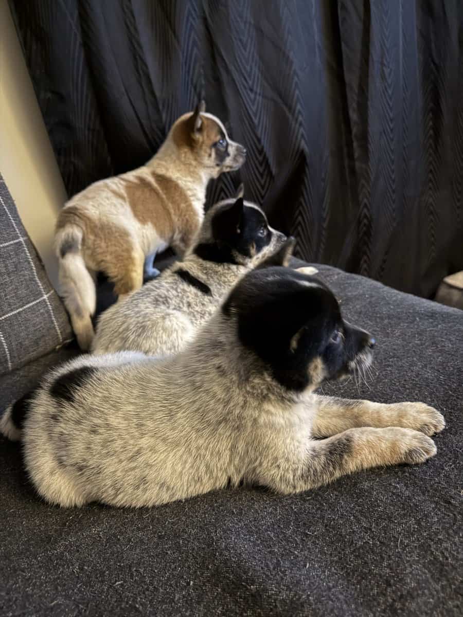 Shiba Inu / Blue Heeler Puppies image 2