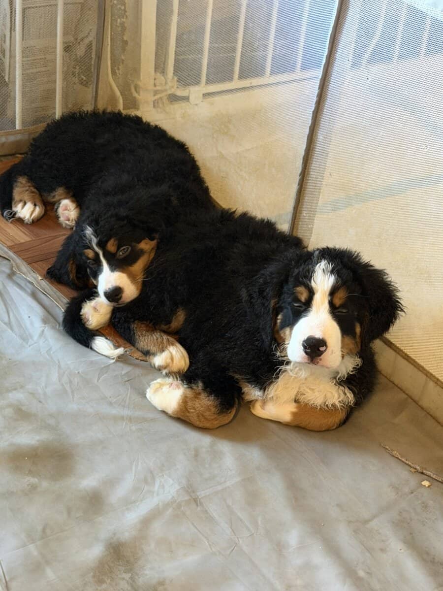 Saint Bernese Mountain Dog puppies image 4