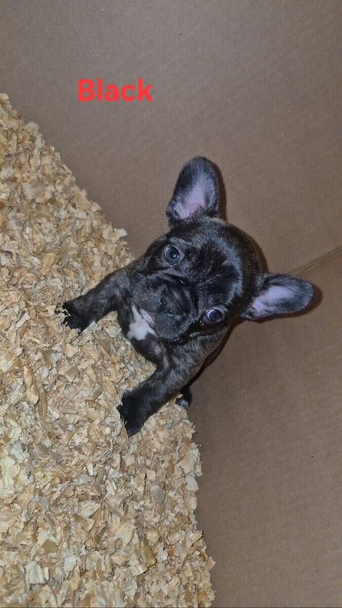 French Bulldog puppies image 1