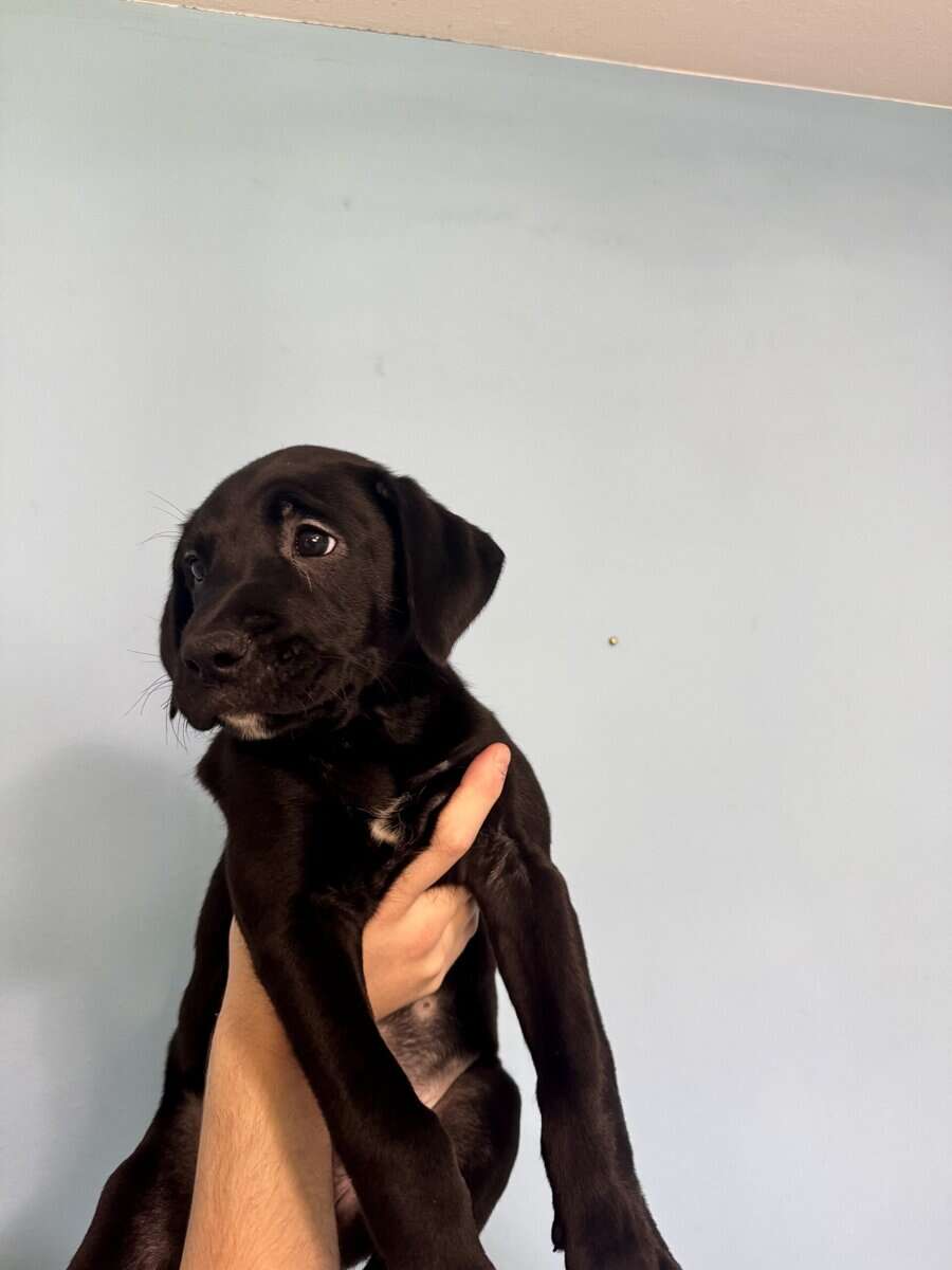 Golden retriever / Boxer 10 week old puppies image 7