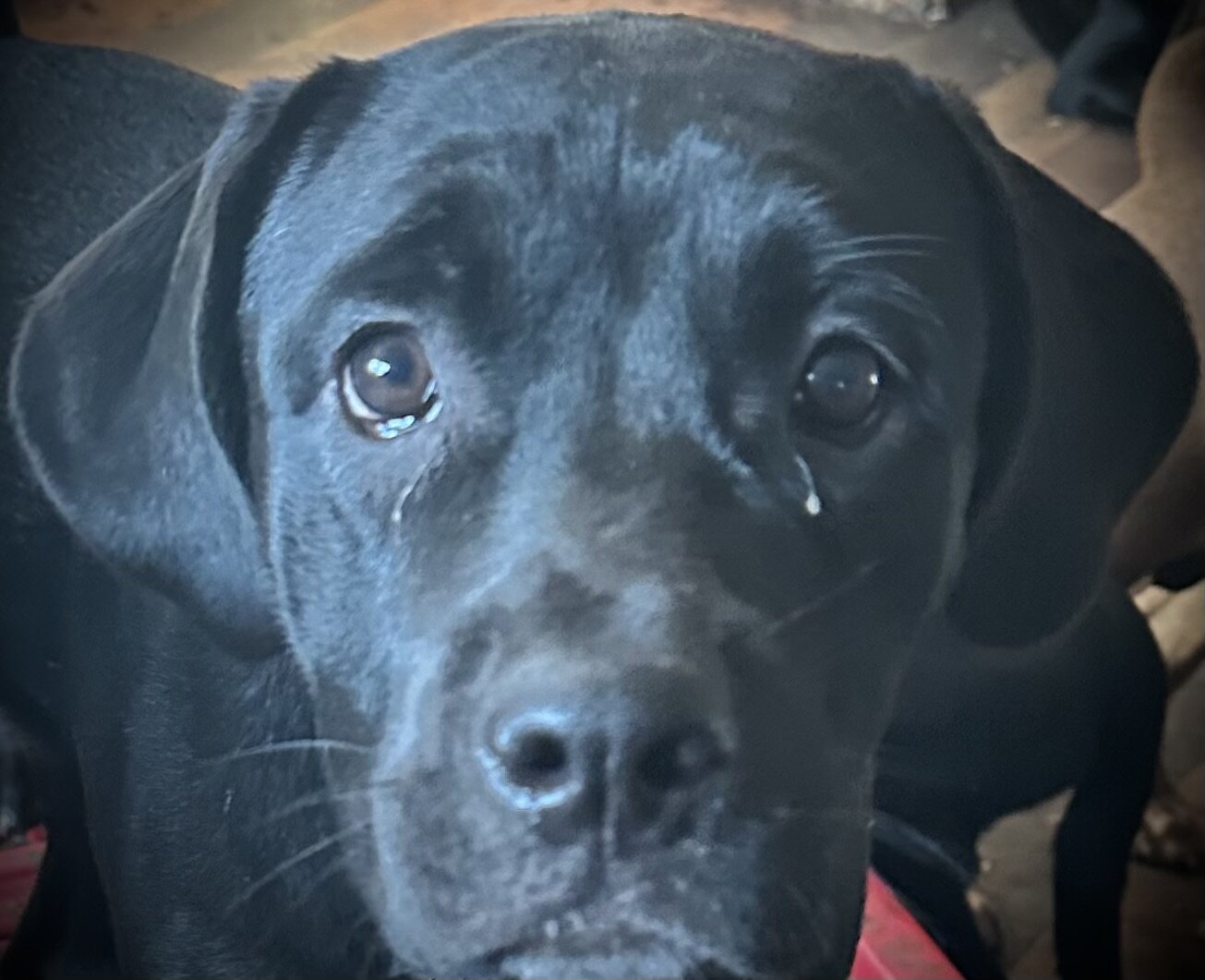 Cane Corso- Rottweiler Puppies image 3