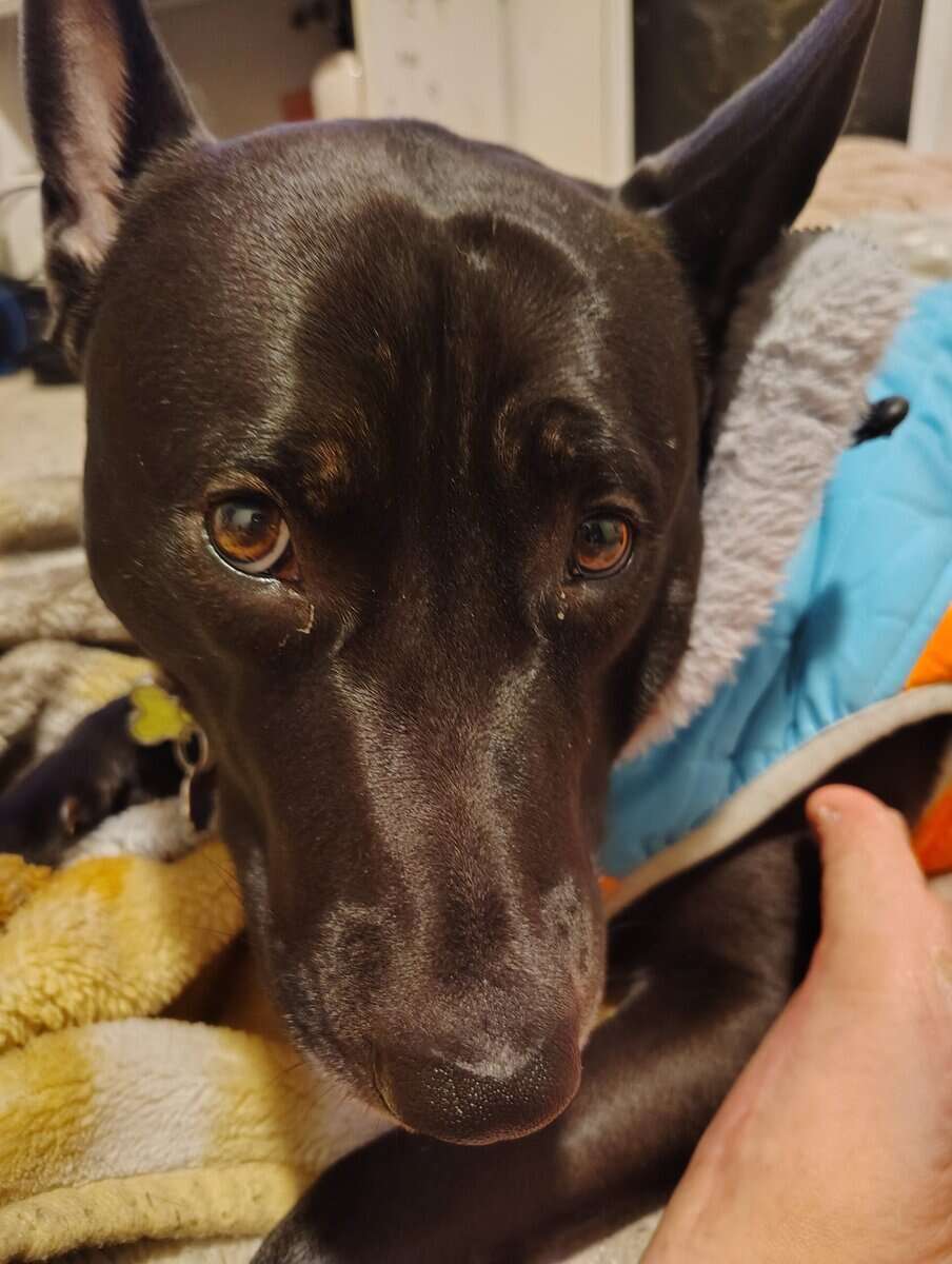My dog Max image 1