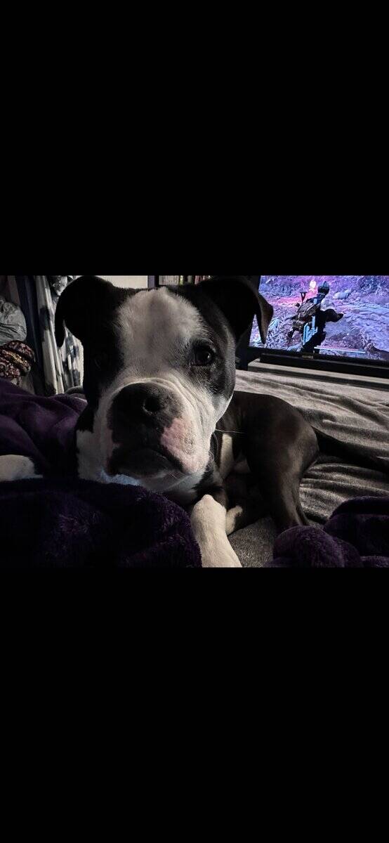 American Bull Terrier 3yrs image 3