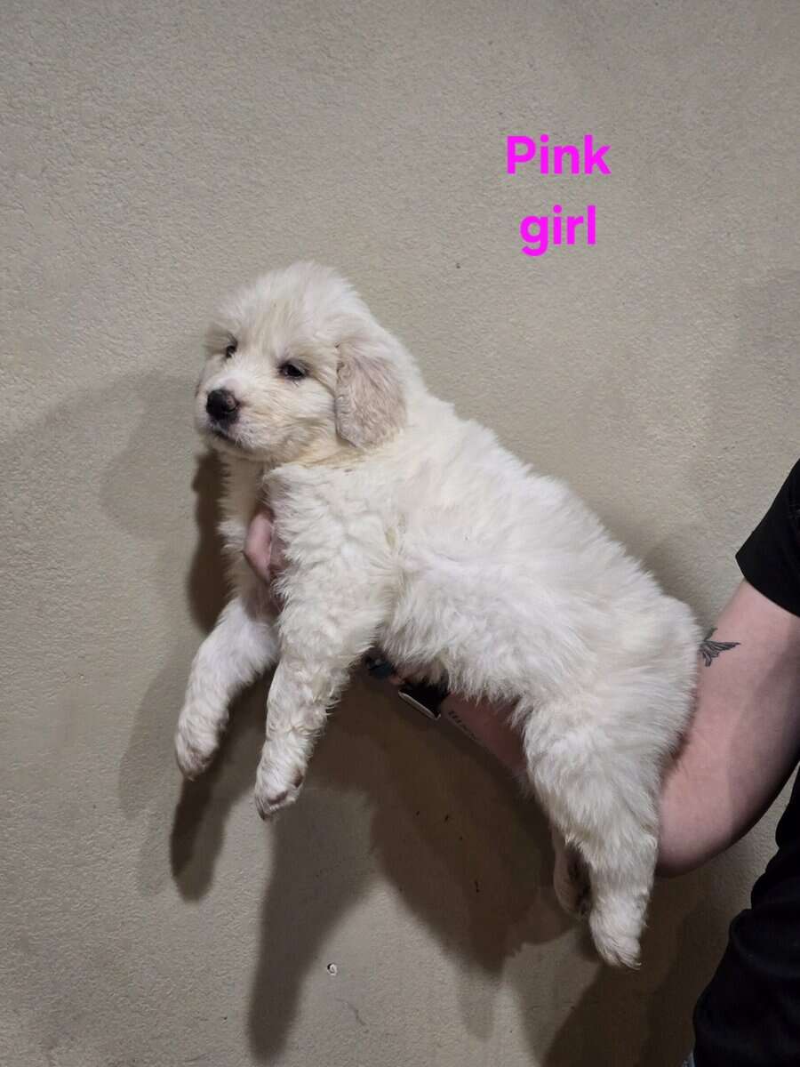 Great pyrenees puppies ready 3/23/26 image 2