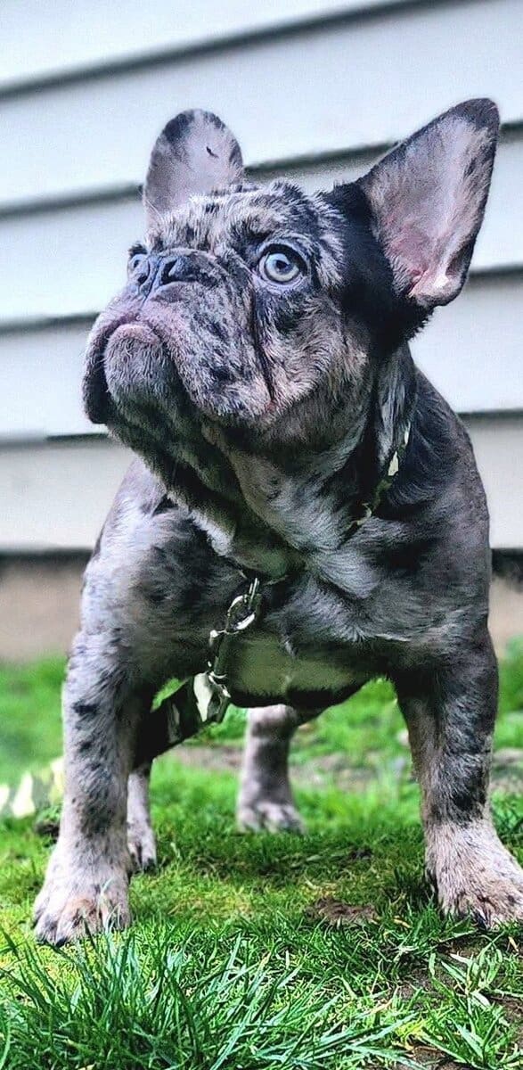 French bulldog puppies 6 Months old- Fureverr bud! image 2