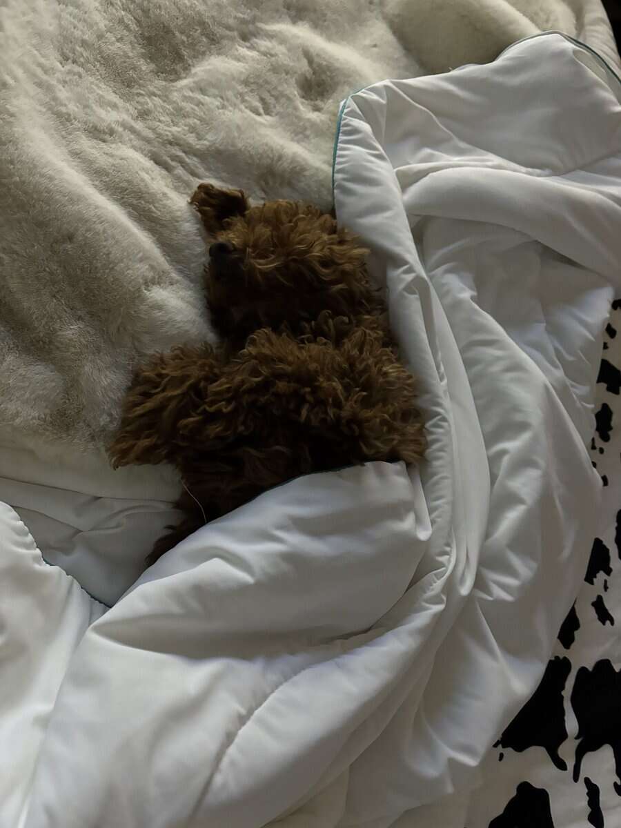 Full bread toy poodle 16weeks old image 3