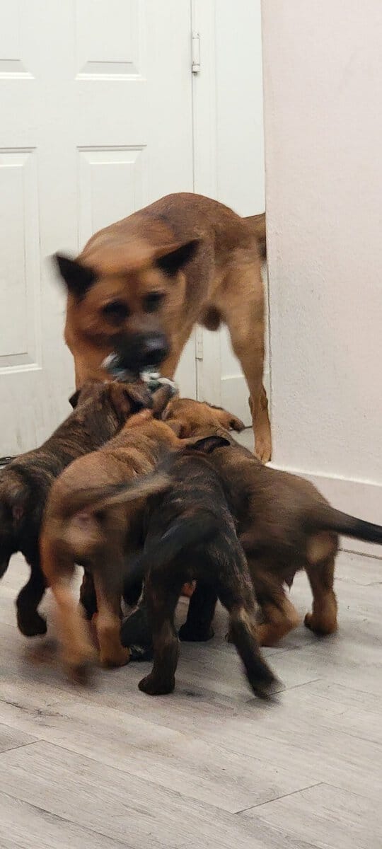 Shepherd puppies image 2