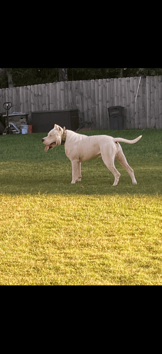 Dogo Argentino rehoming image 2