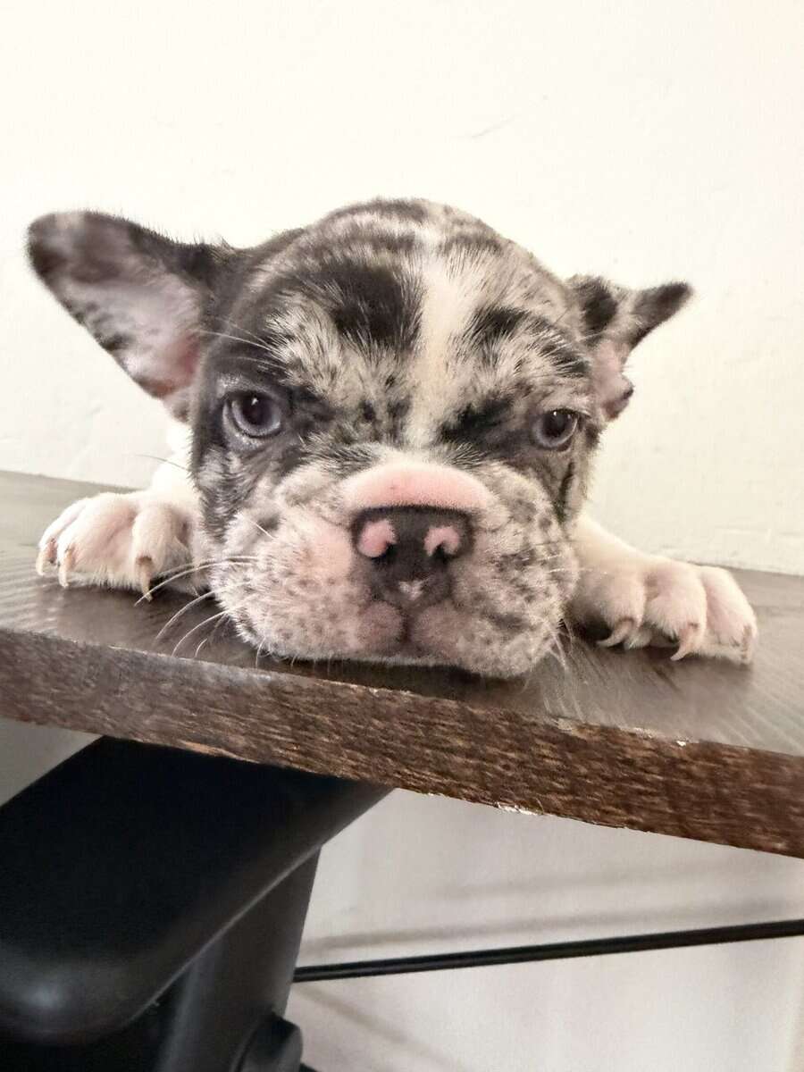 French bulldog image 2