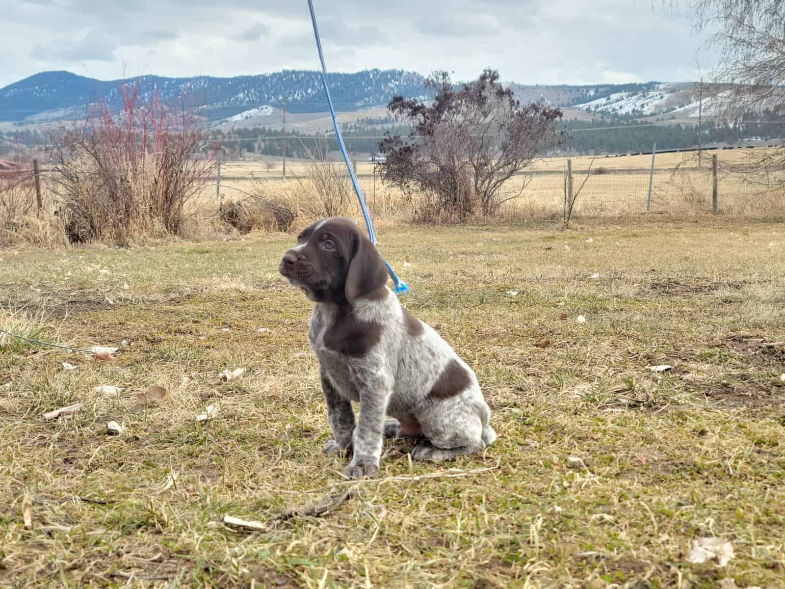 German Wirehaired Pointer puppies image 2