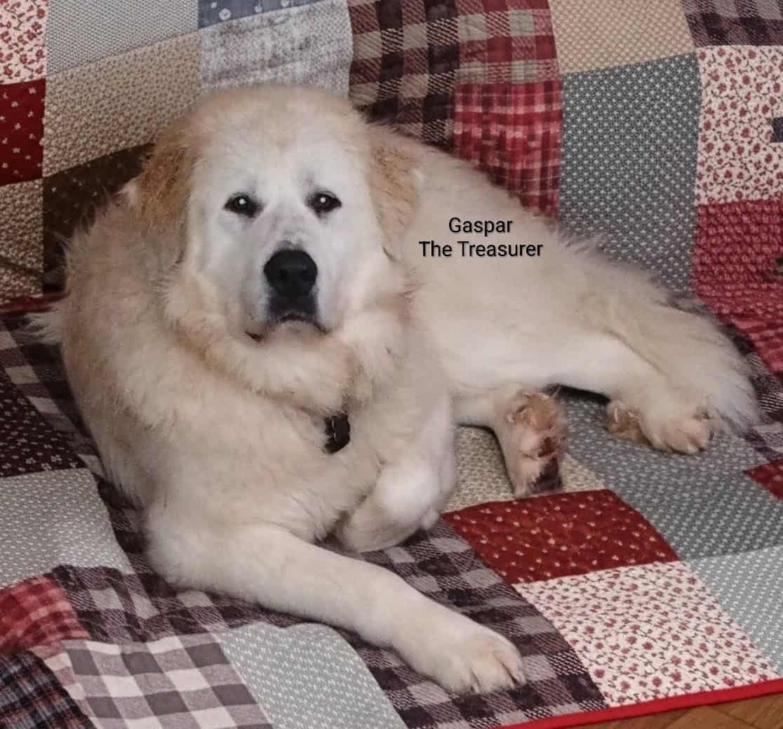 1yr old Great Pyrenees Puppy image 1