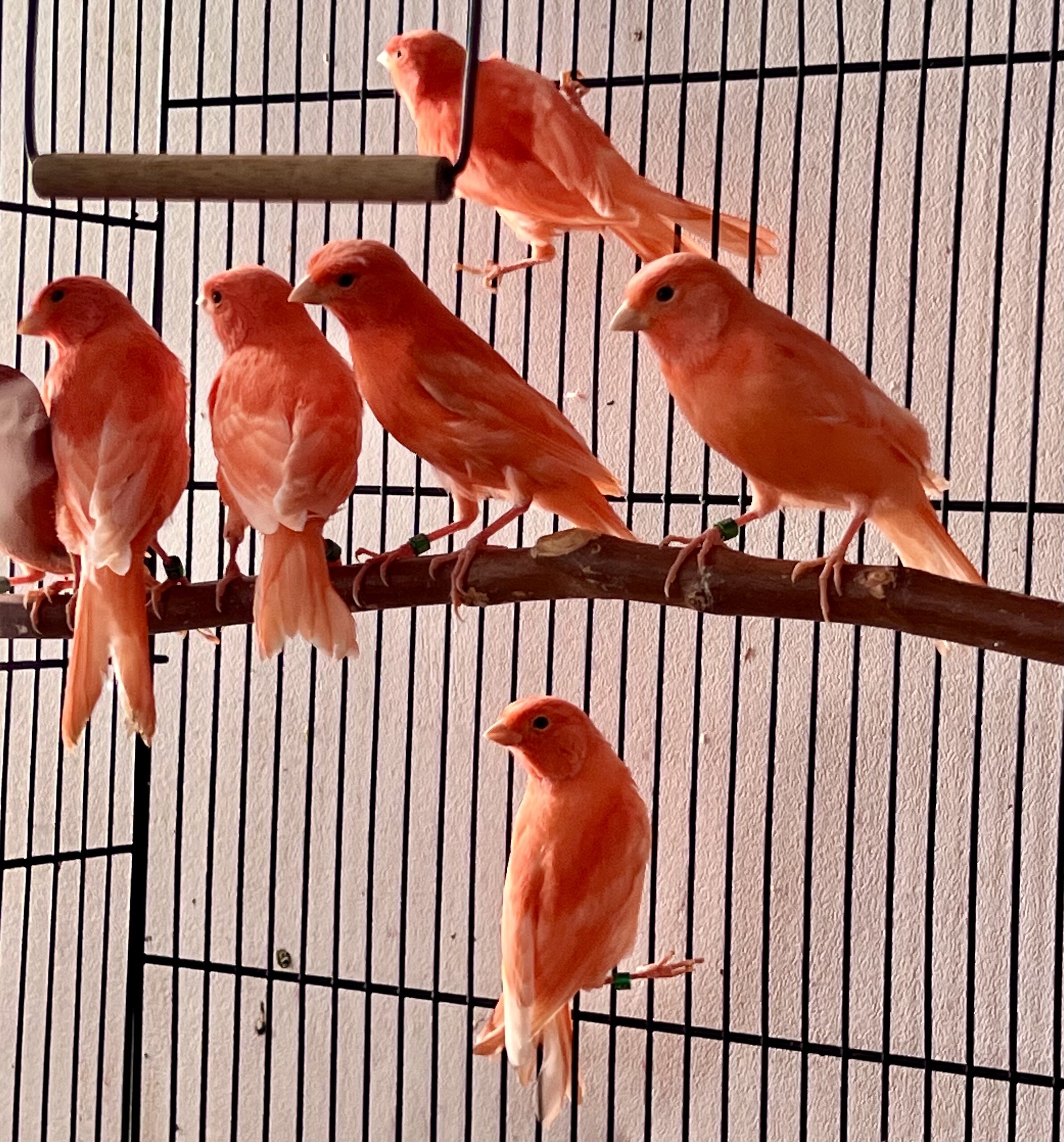 Red Factor Canaries for Sale image 2