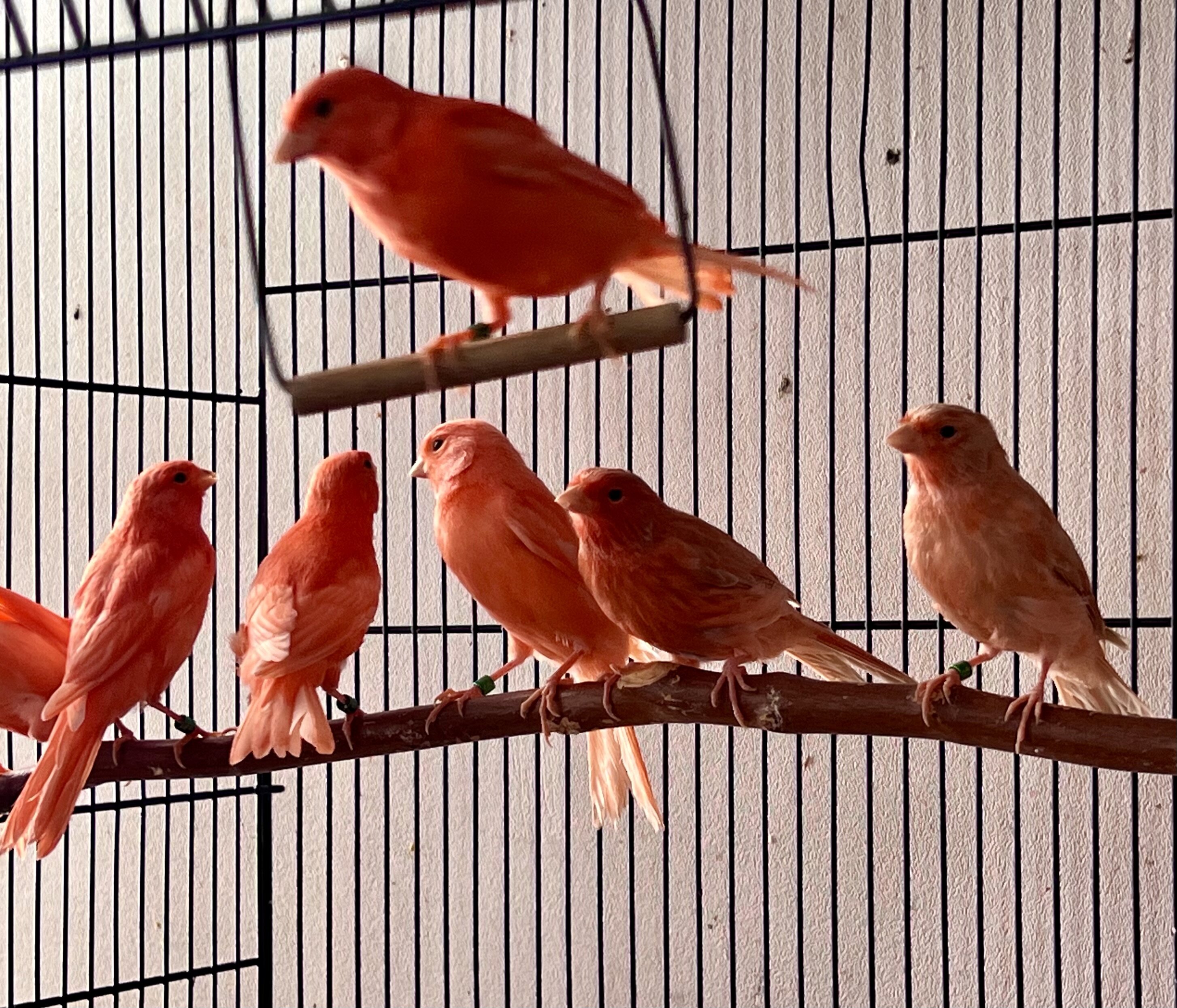 Red Factor Canaries for Sale image 4