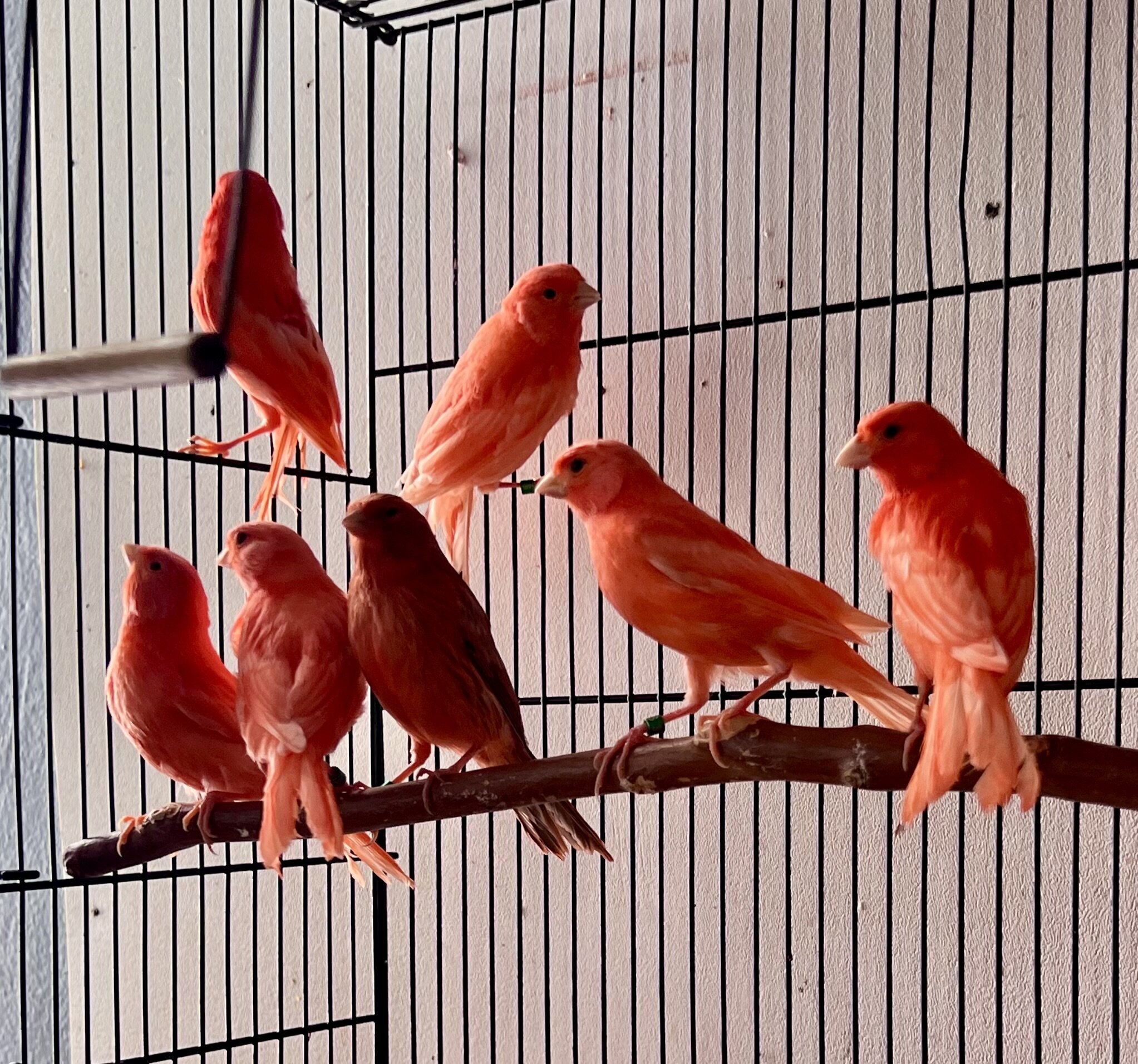 Red Factor Canaries for Sale image 3