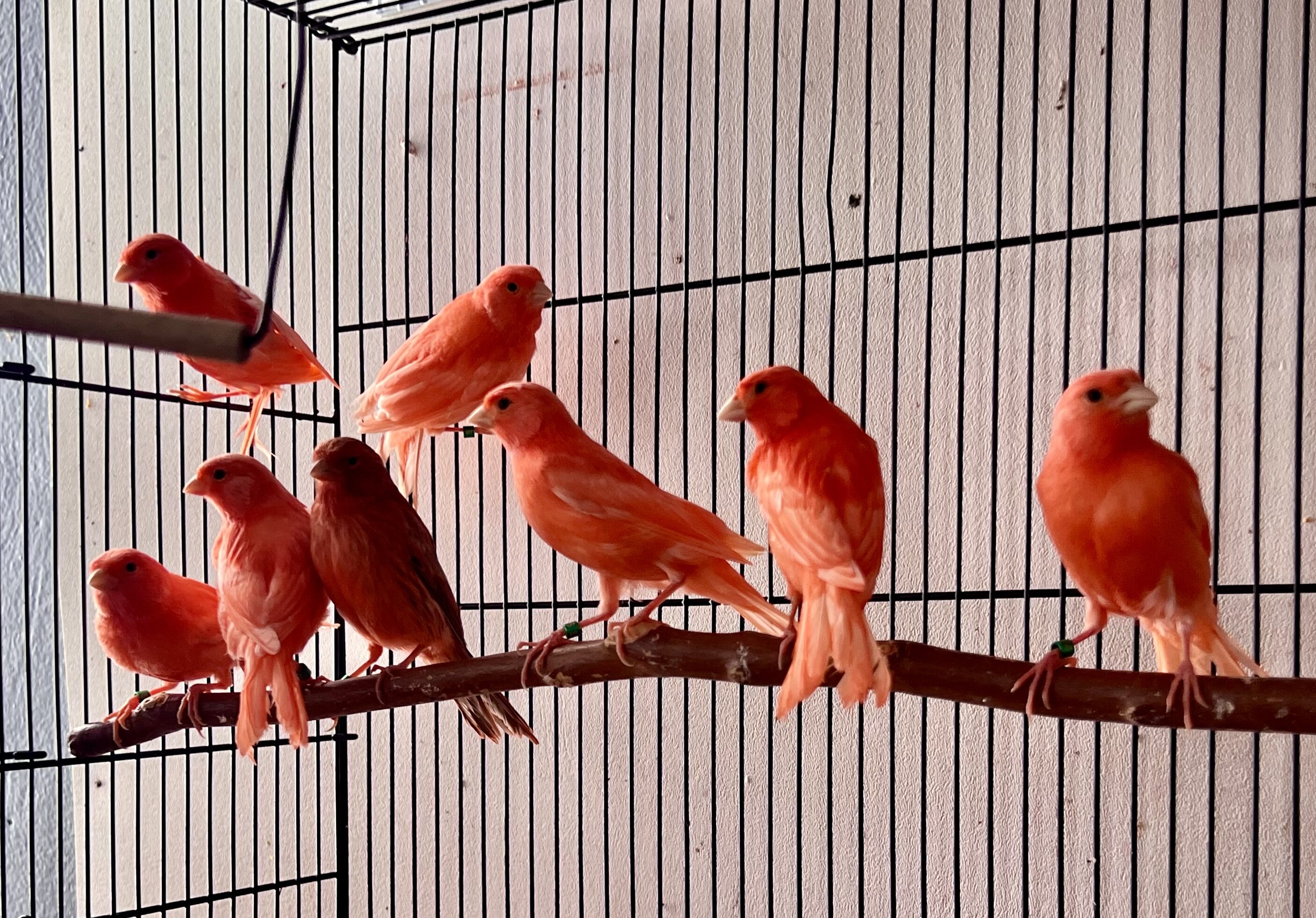 Red Factor Canaries for Sale image 1