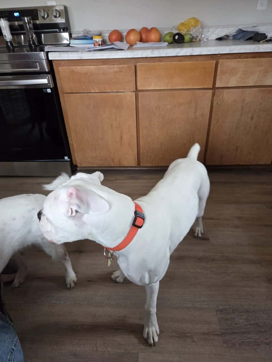 I have a 11month old boxer he's white lots of en image 3