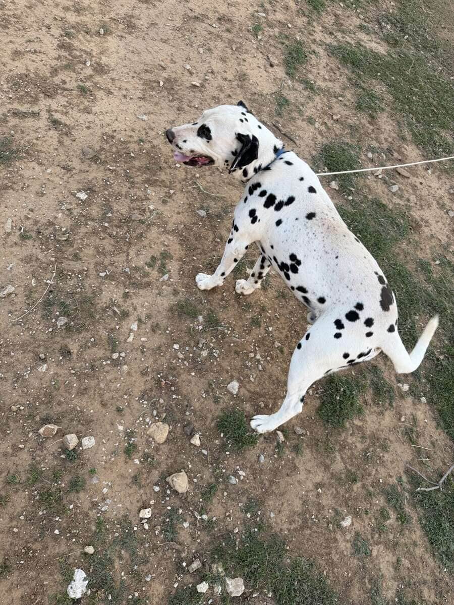 Dalmatian image 4