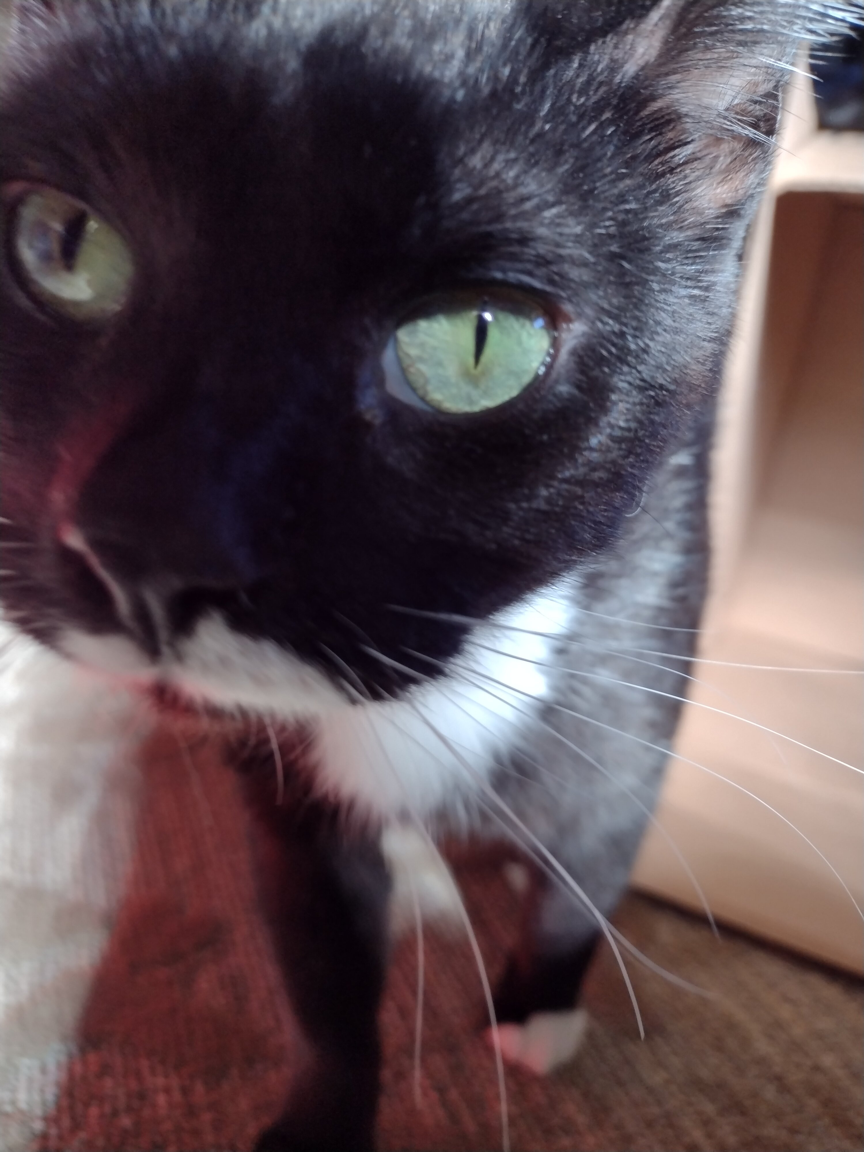 Cooper - Super Sweet 1 year old Deaf Male Cat image 1