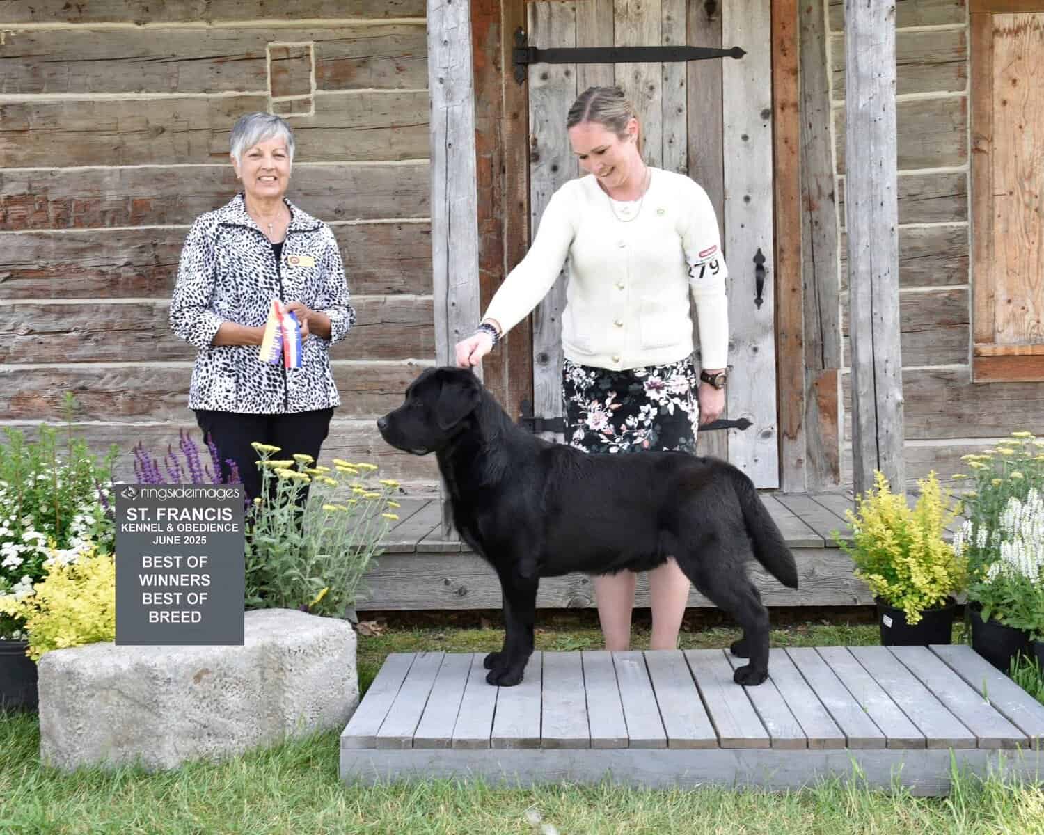 English style Labrador retrievers image 3