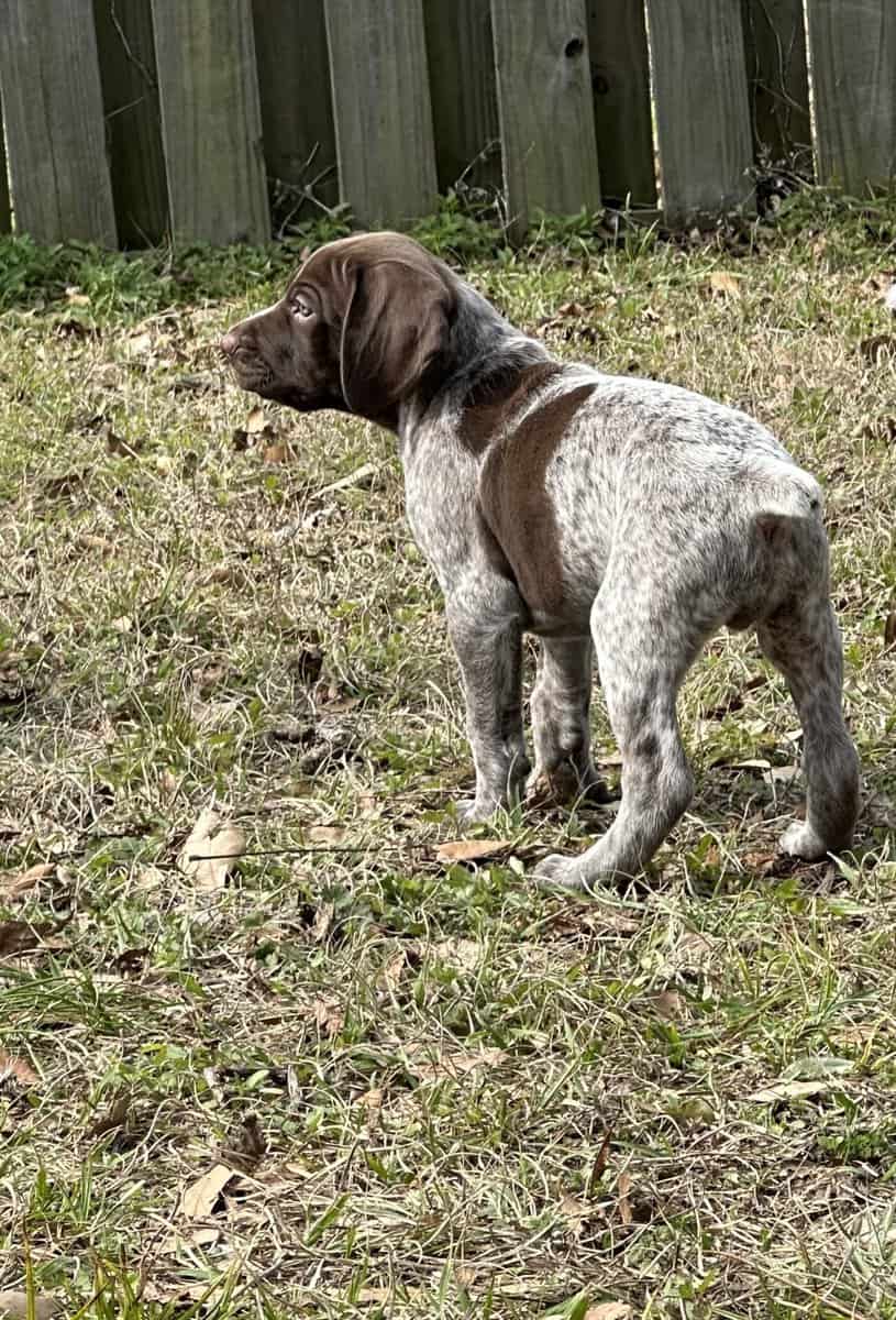 AKC GSP Big Boy image 2