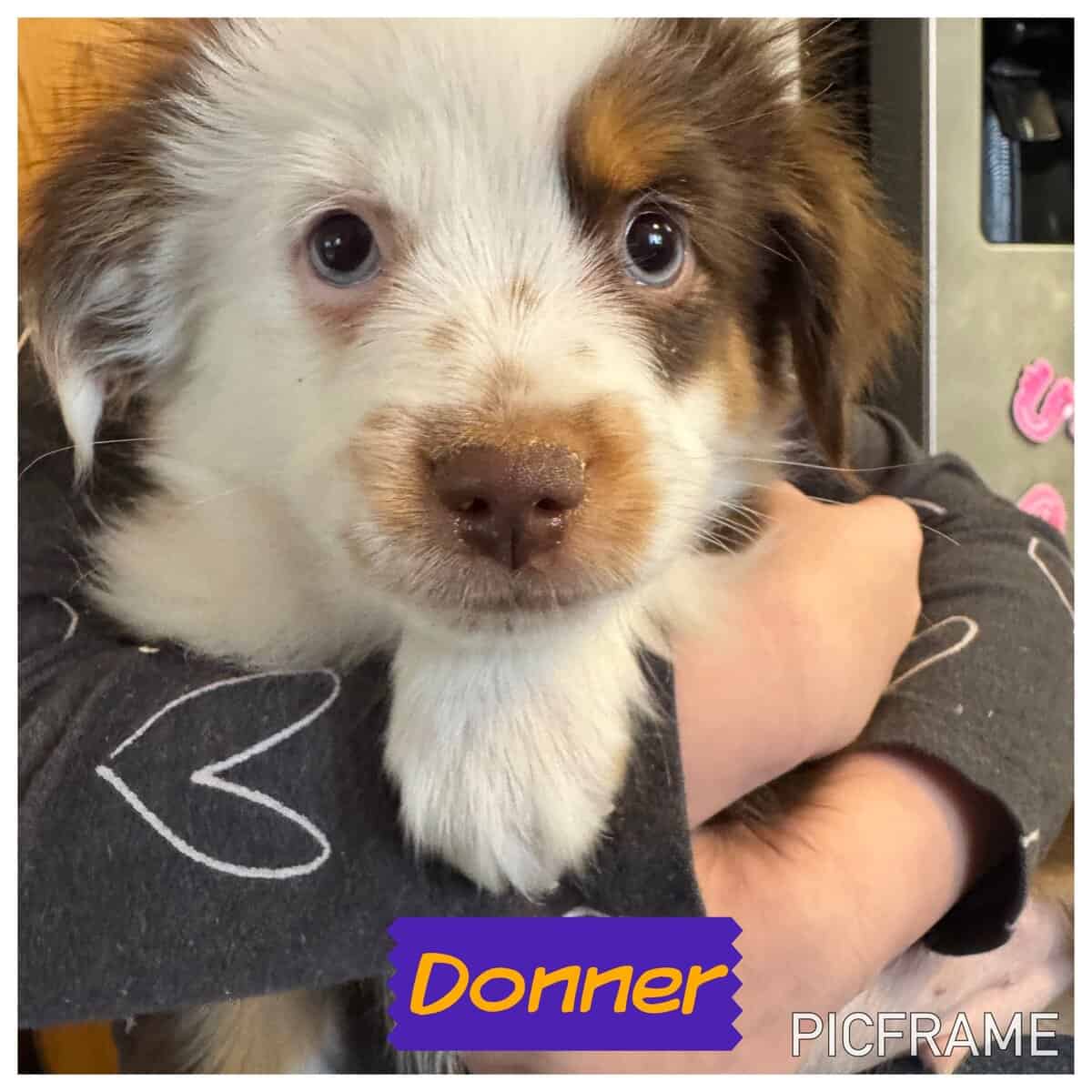 Donner ASDR image 1
