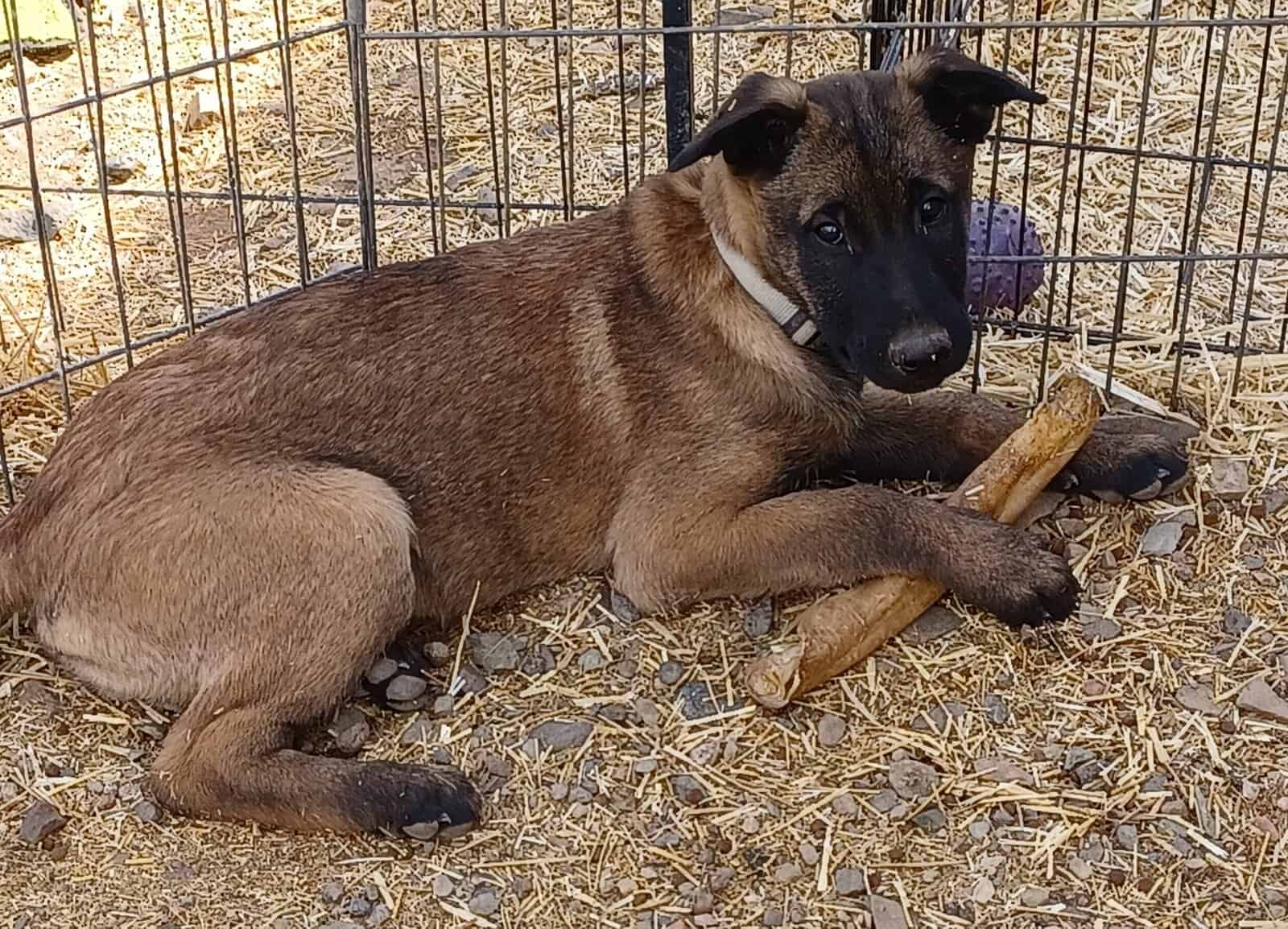 15 week old Belgian Malinois Puppy image 1