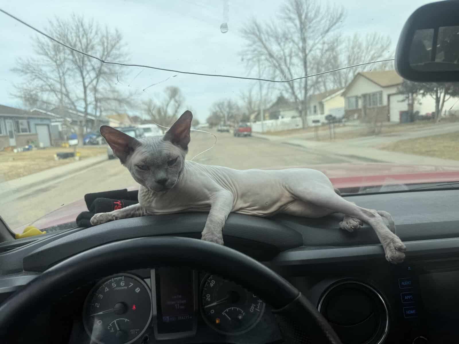 Hairless Cat For sale image 1