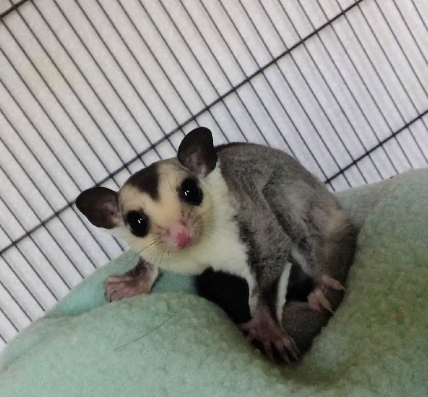 White Face Joey image 1