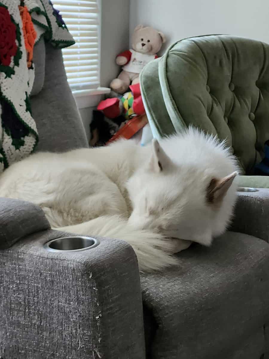 AKC Registered 3 yr old Husky image 5