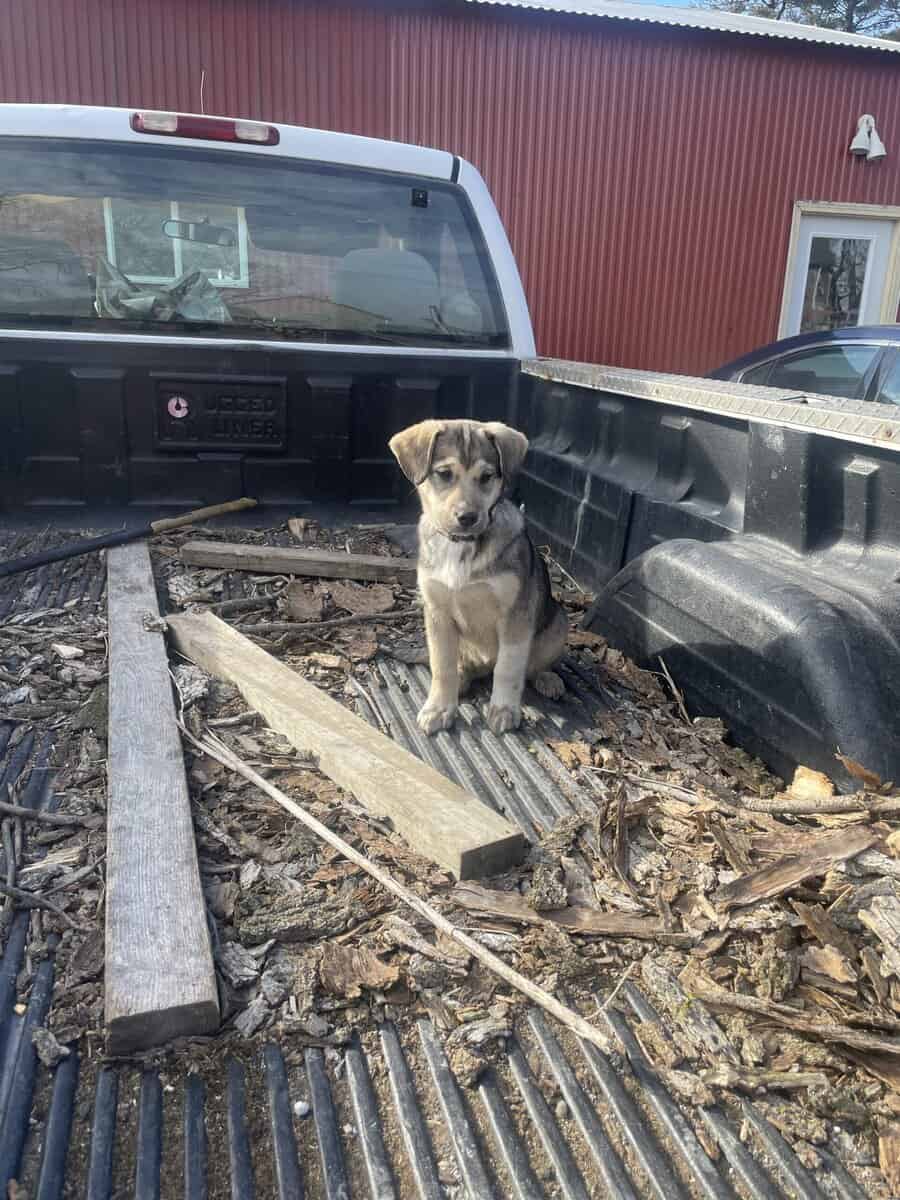 Husky/Beagle/Elkhound image 2