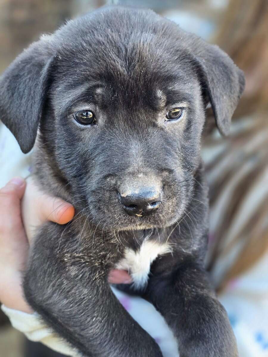 Puppies image 6