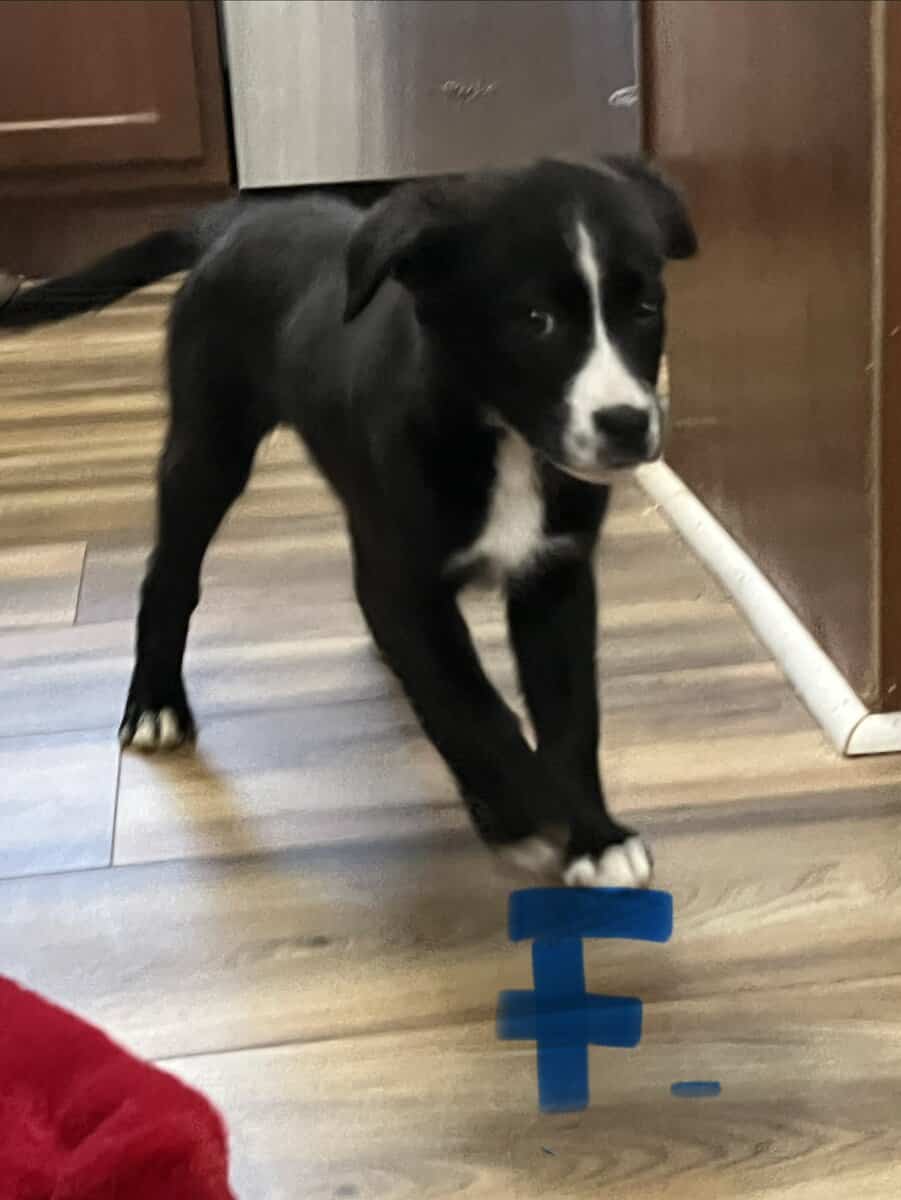 Shepherd/ Husky mix puppies image 6