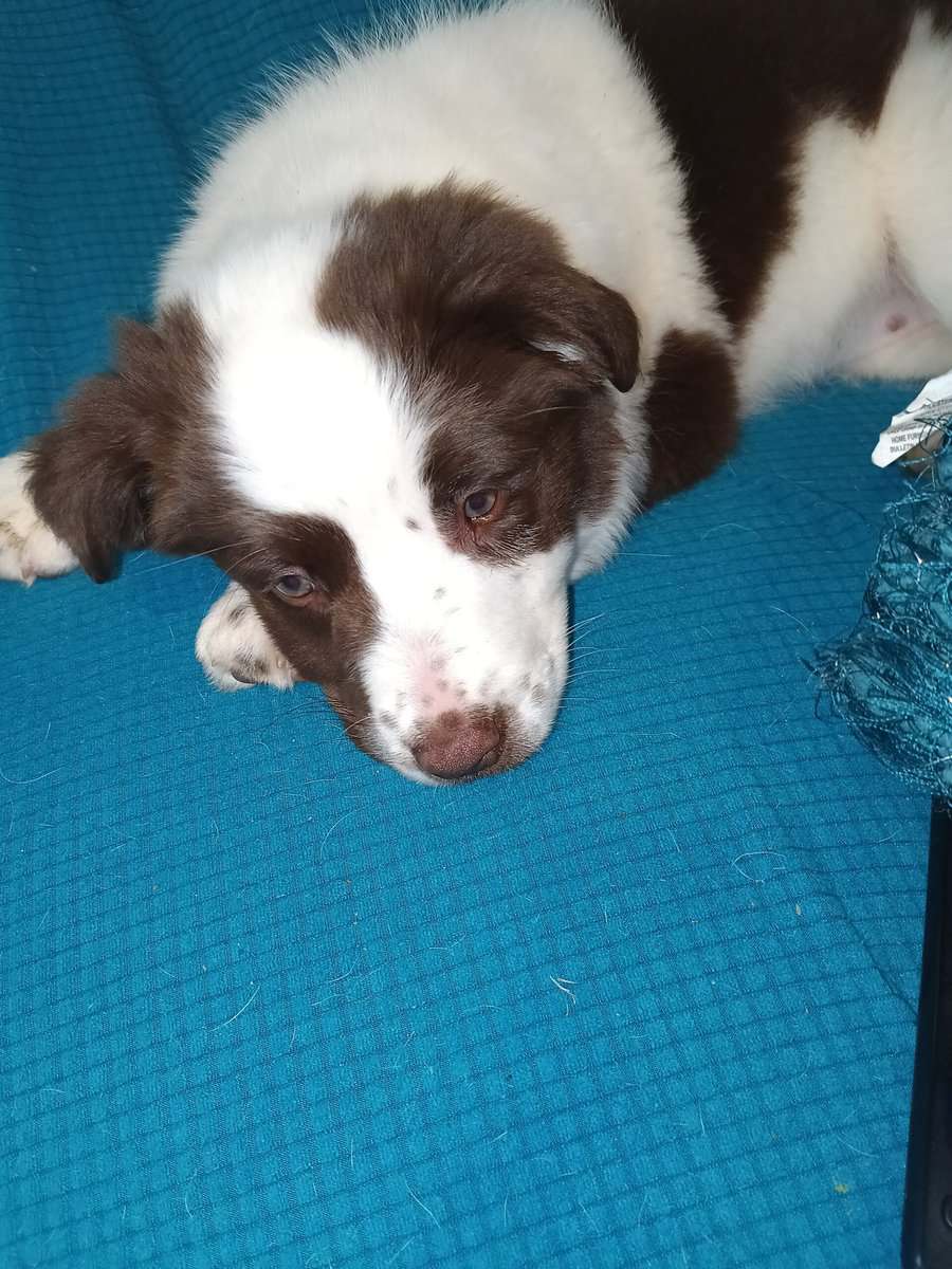 Aussie pup female image 2