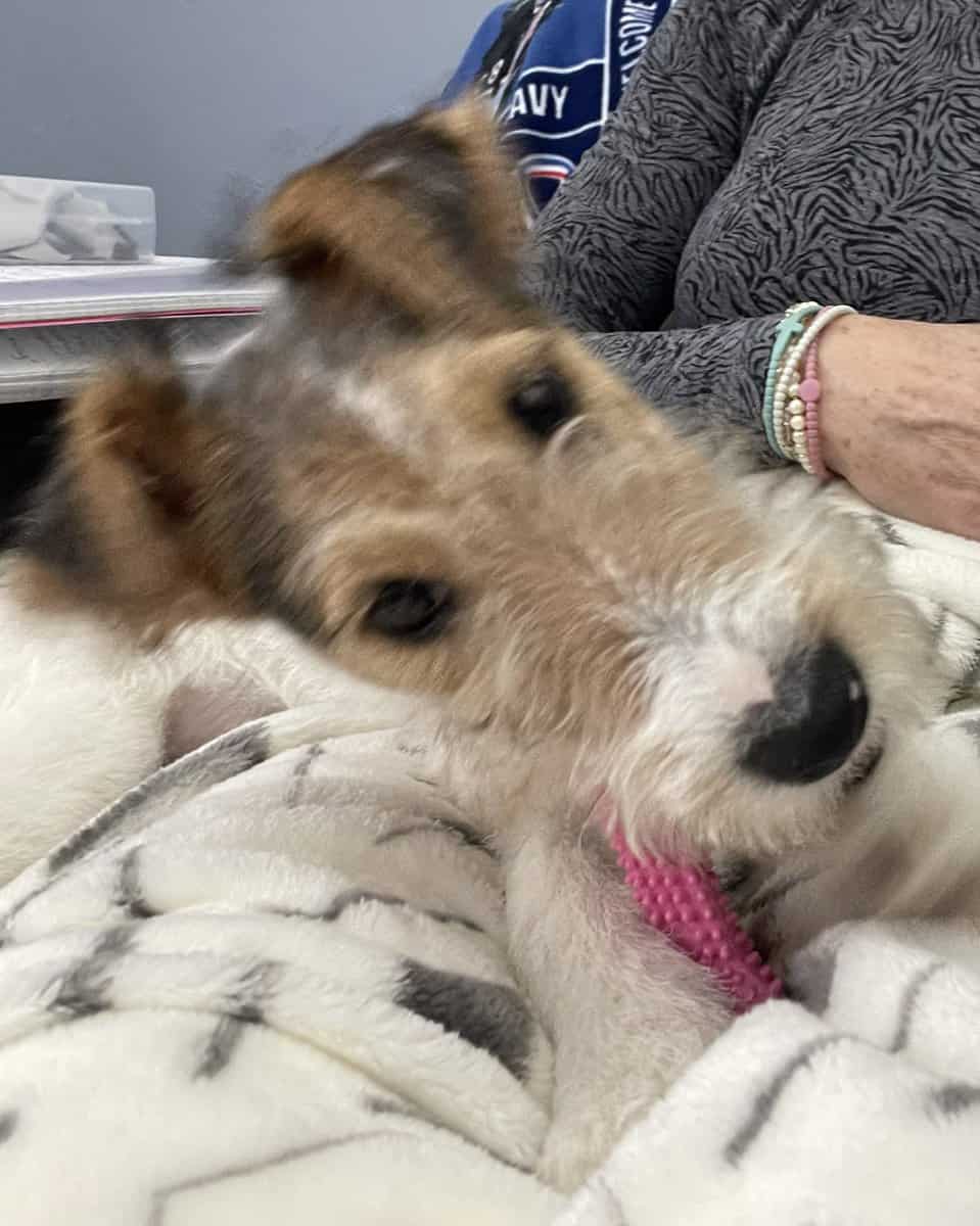 AKC Wire Fox Terrier image 5