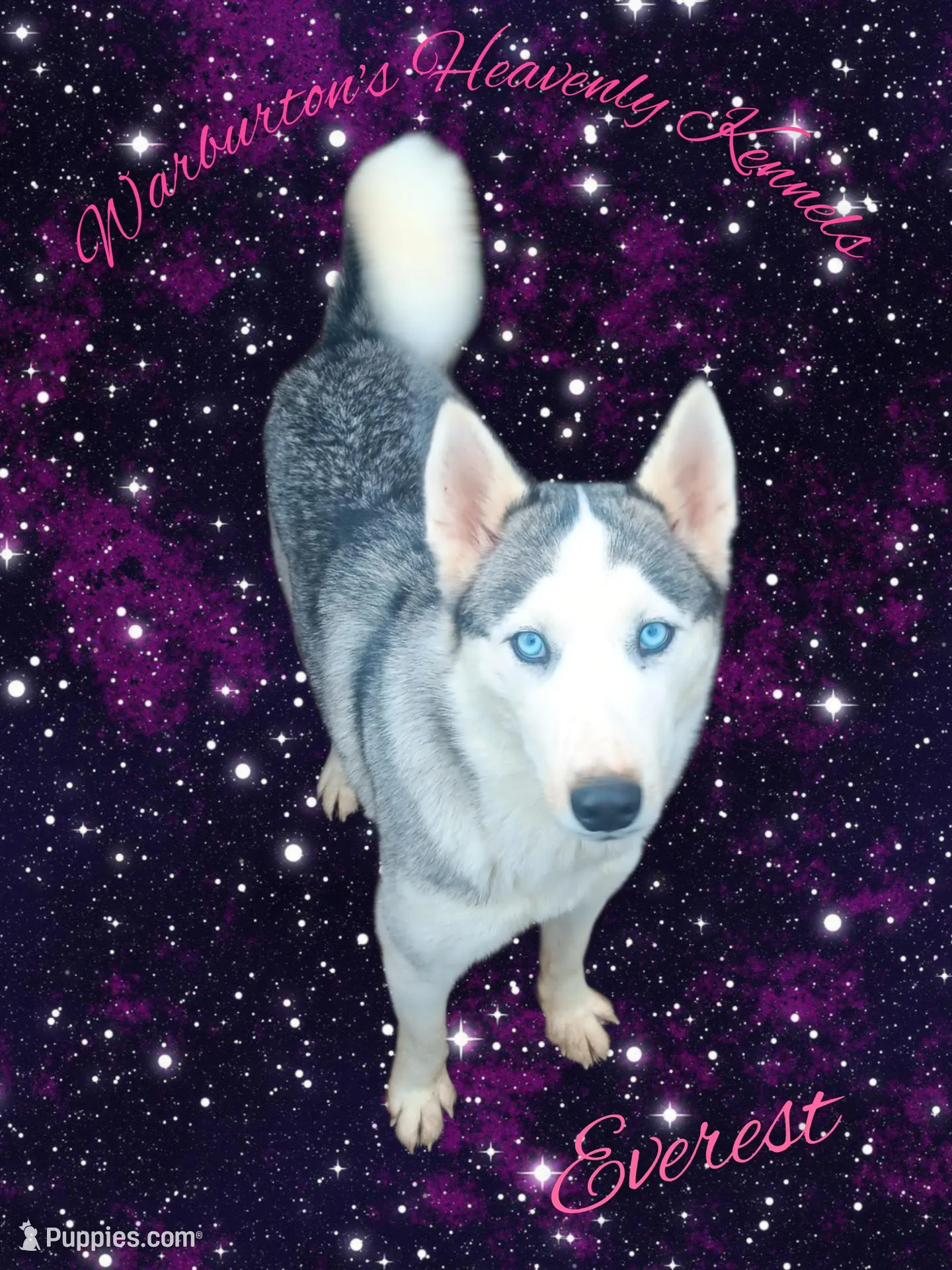 AKC Female Siberian Husky Puppies image 9
