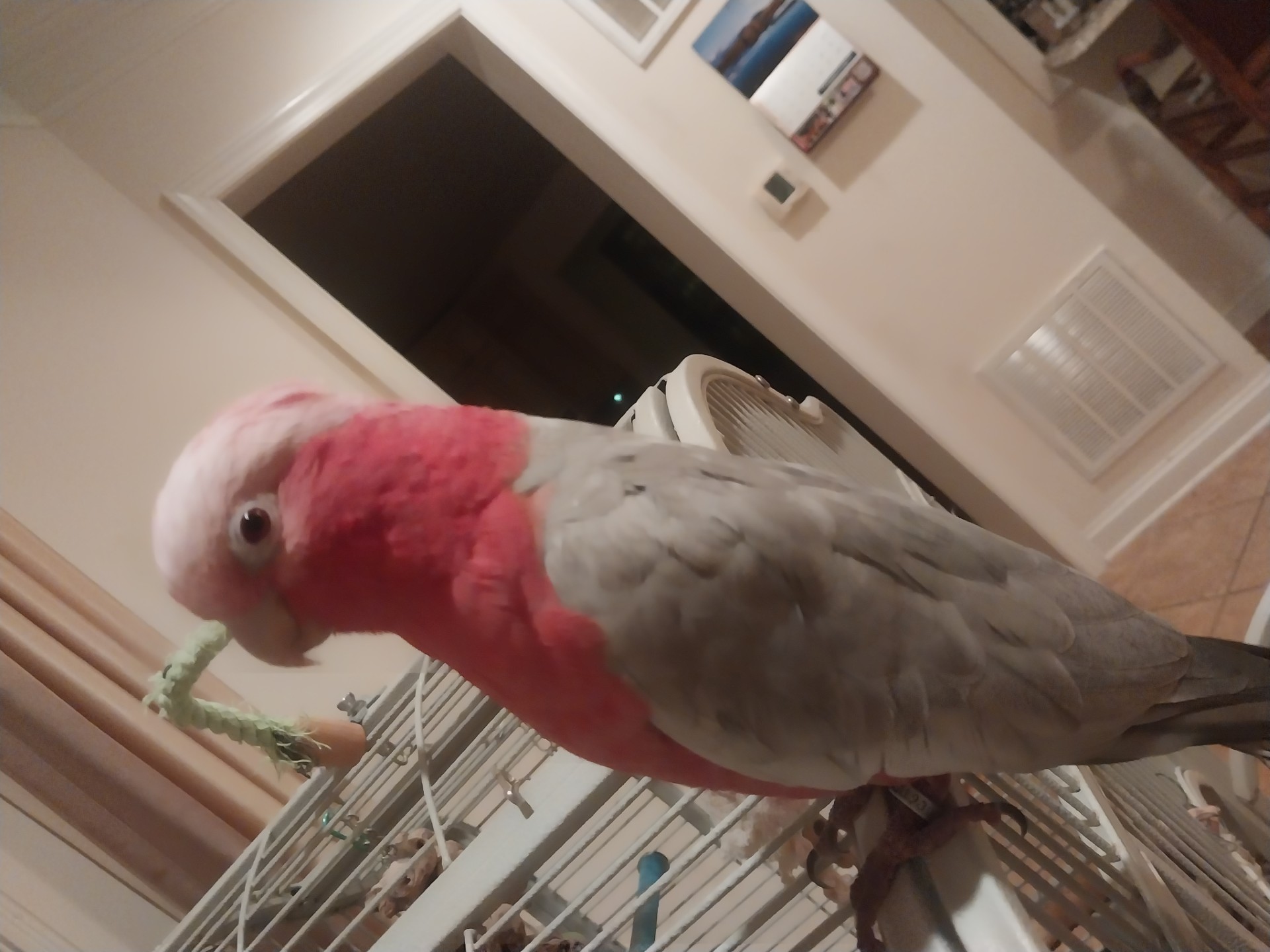 Rose Breasted Cockatoo image 6