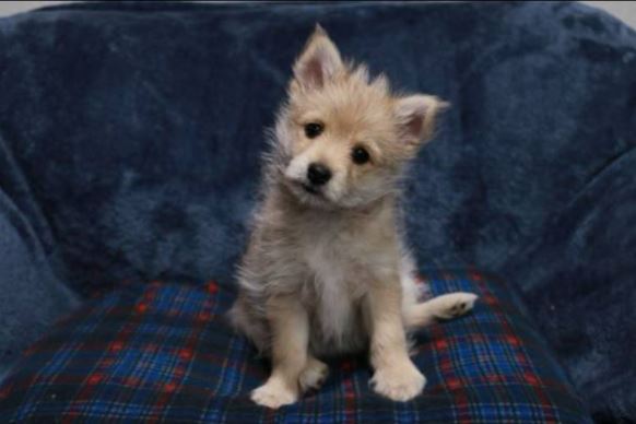 Pomeranian/Yorkie mix puppies image 1