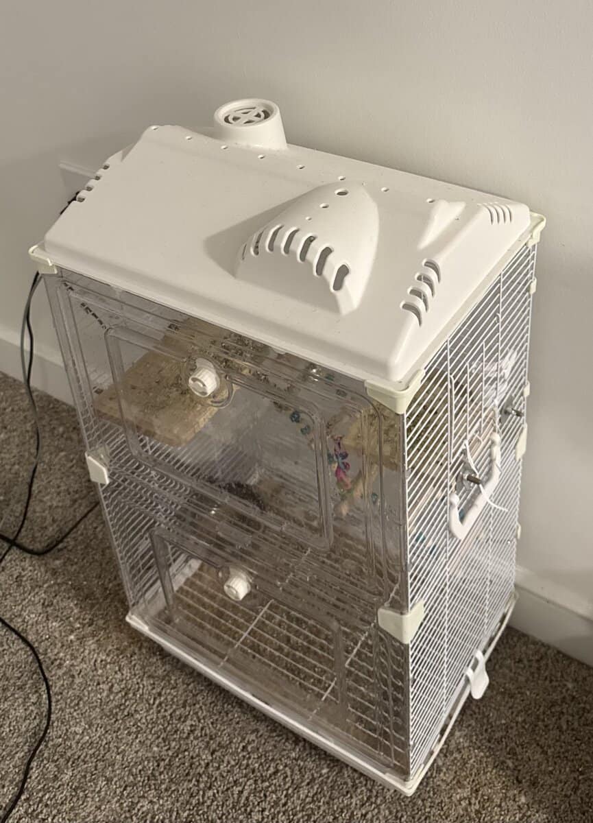 Rehome 2 Parakeets image 2