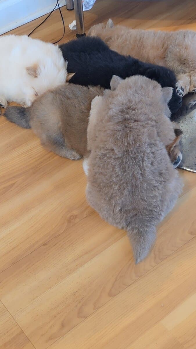 Chow Chow puppies for sale image 2