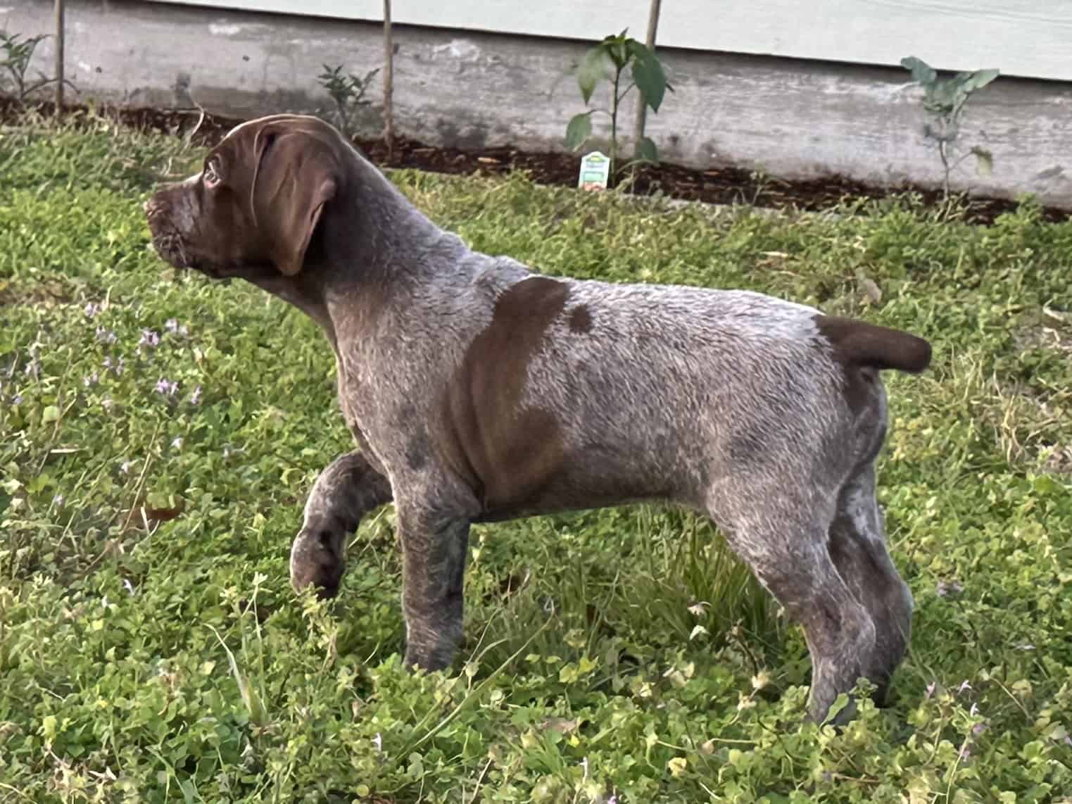 AKC GSP Little Boy image 3